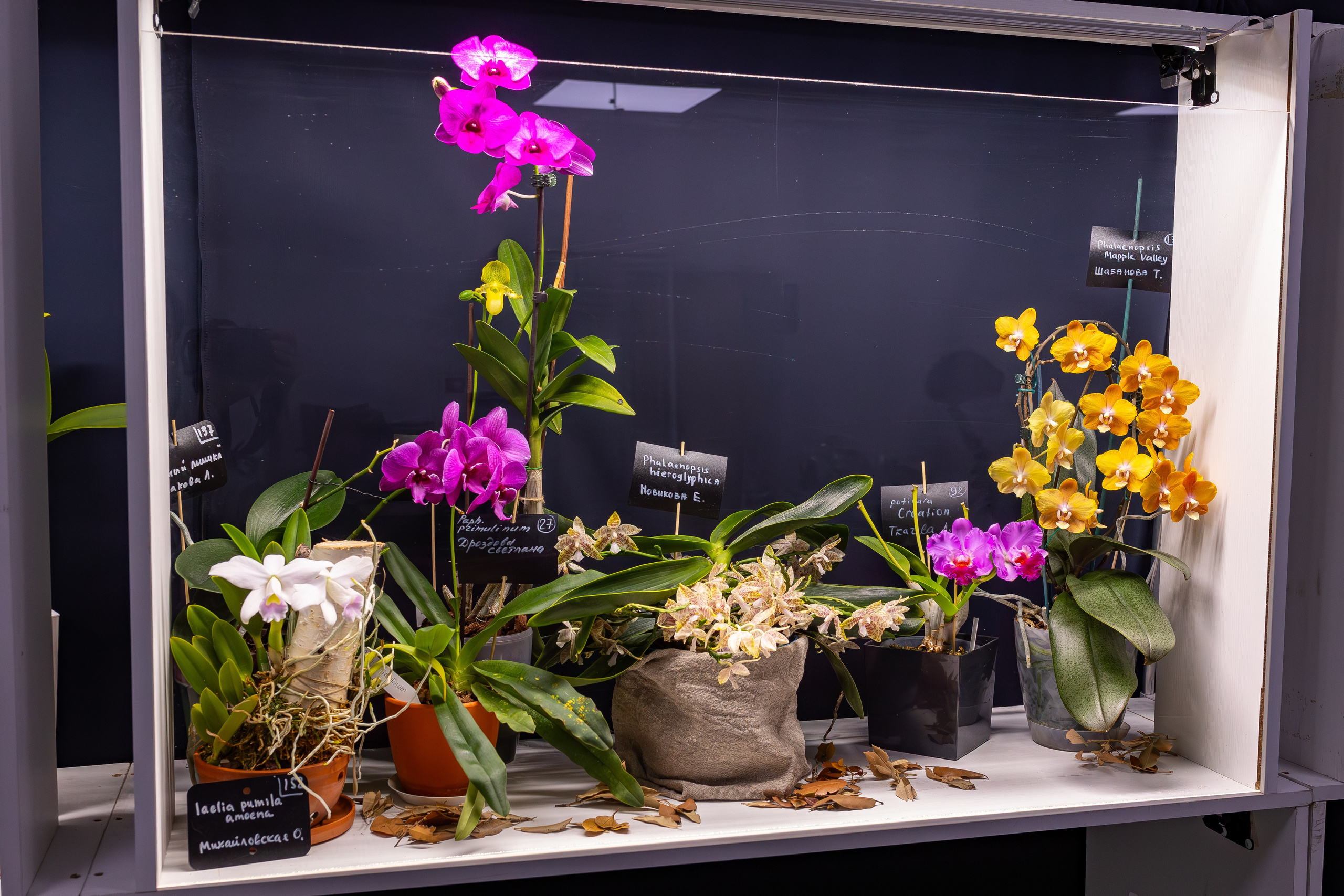 Орхидиум сентябрь 2025. Александра Куликова фотограф, Москва