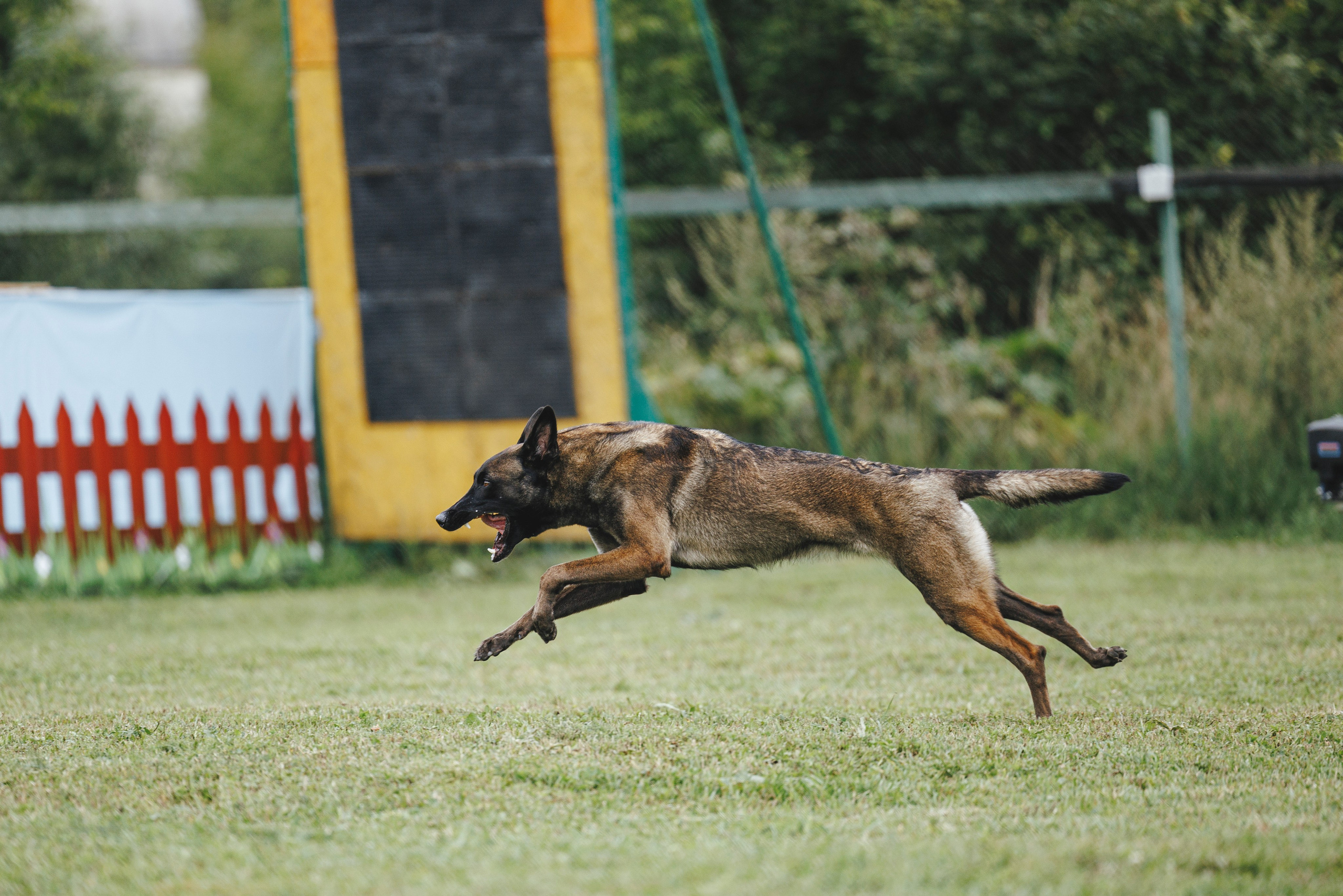 08.08.25-10.08.25 ЧР по мондьорингу г. Вологда. Фотограф-анималист Анна Маринич