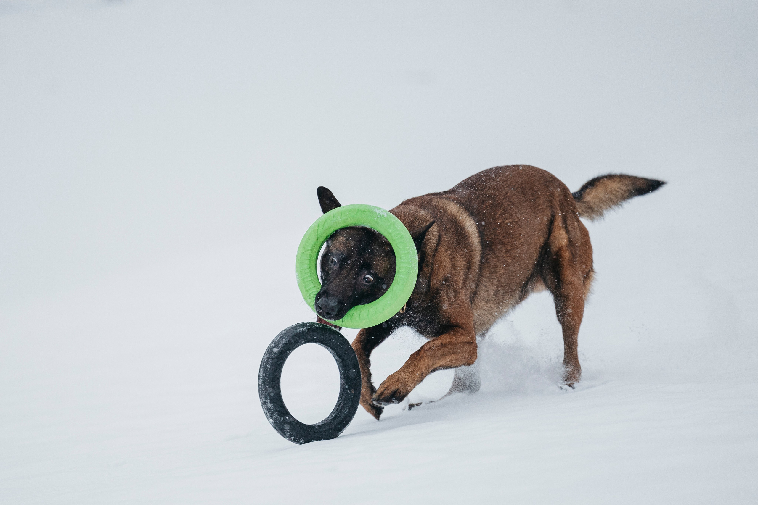 Карьер. Фотограф-анималист Анна Маринич