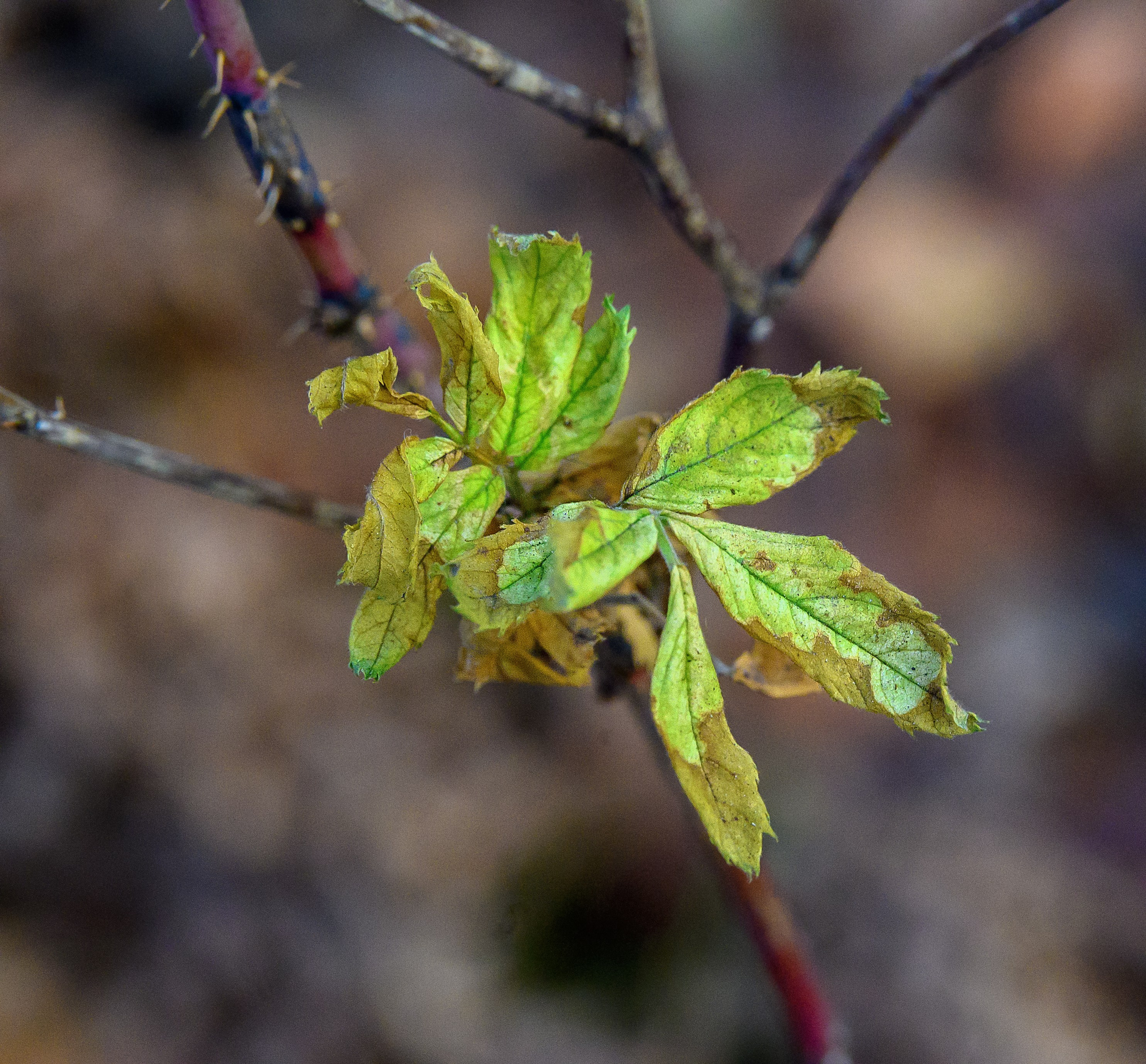 Осень. FotoGraf