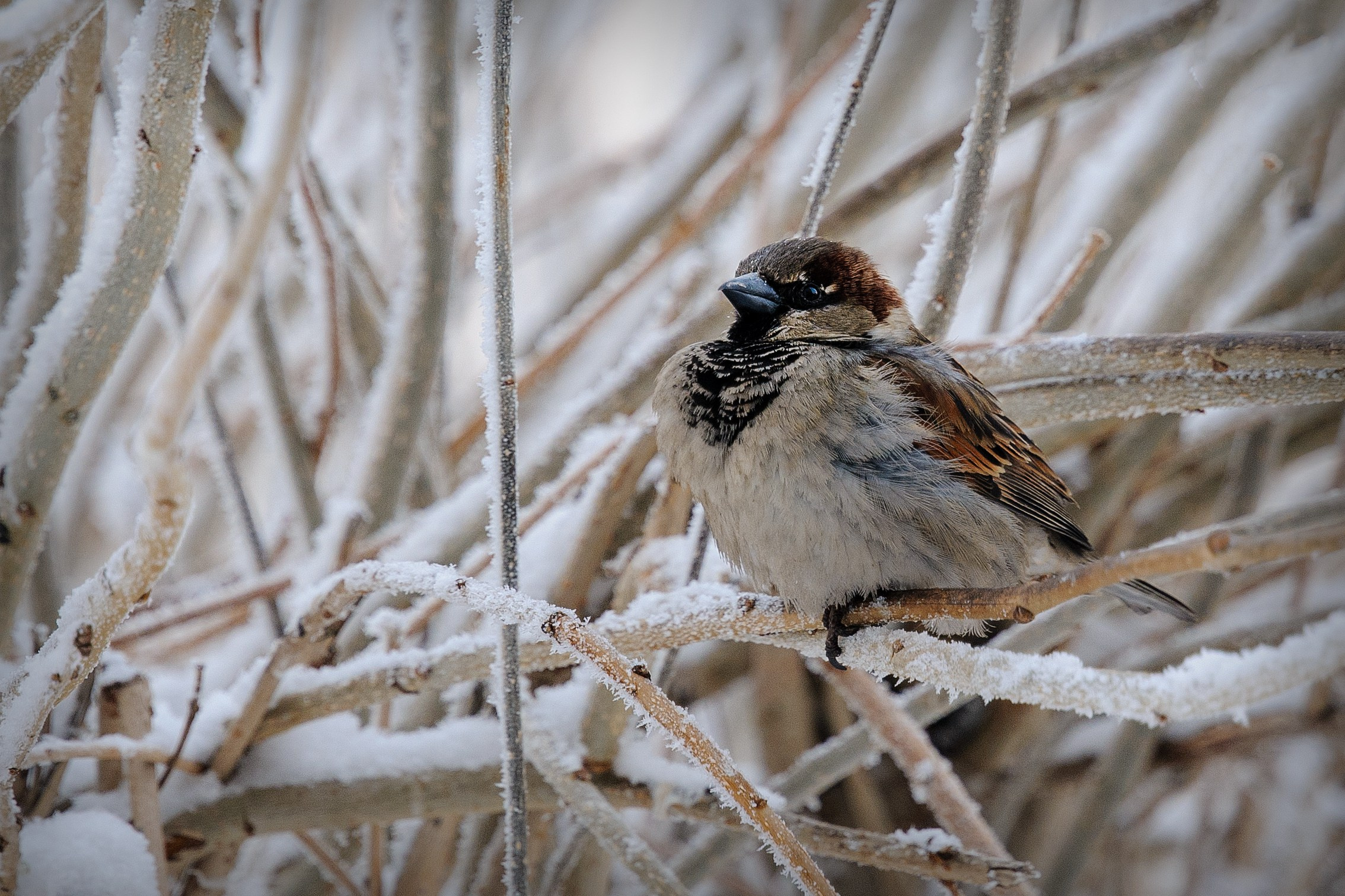 Сибирская зима прекрасна!. FotoGraf