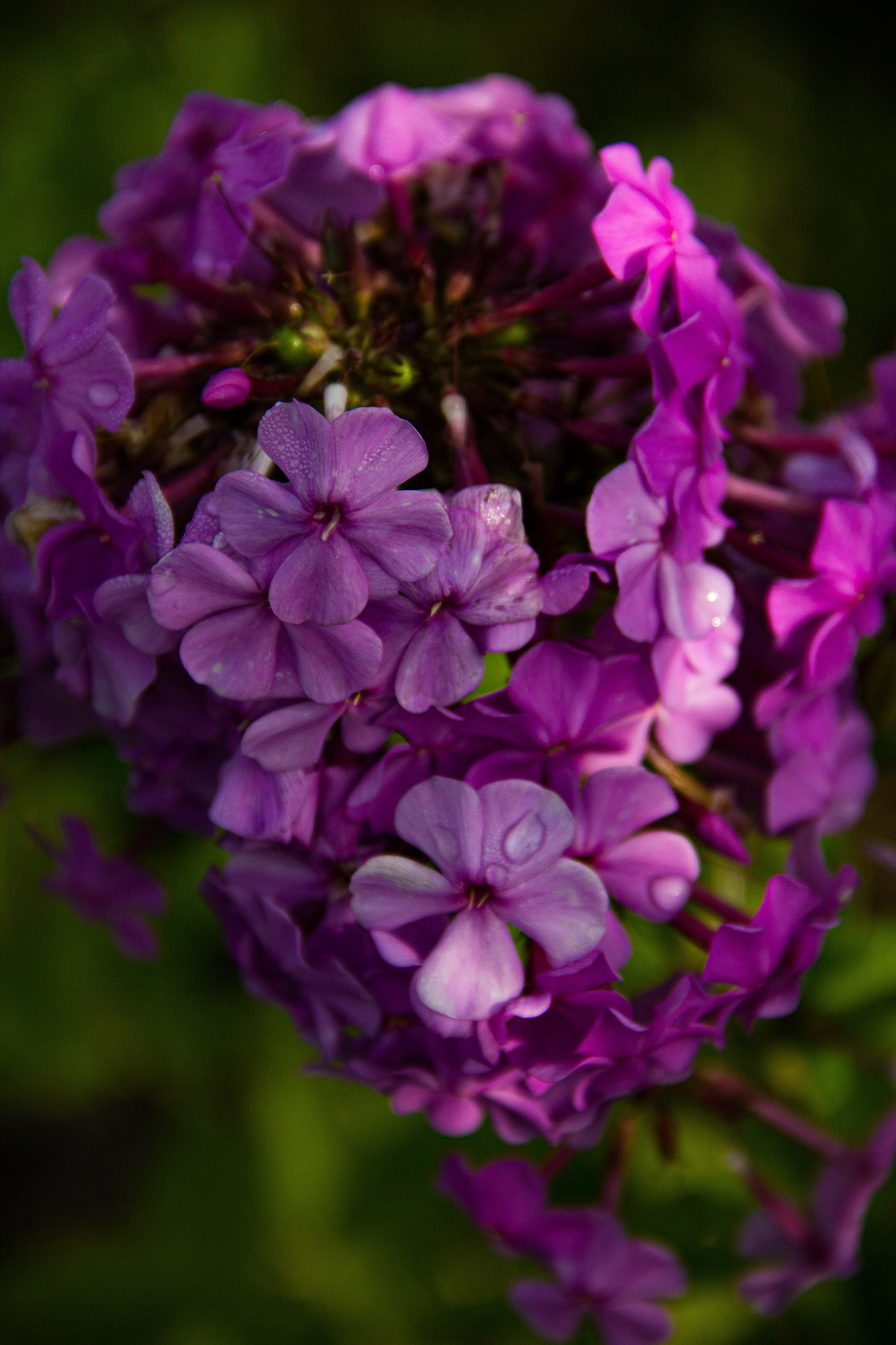Subject: в саду. Фотограф в Перми Любовь Огородова | Авторские туры