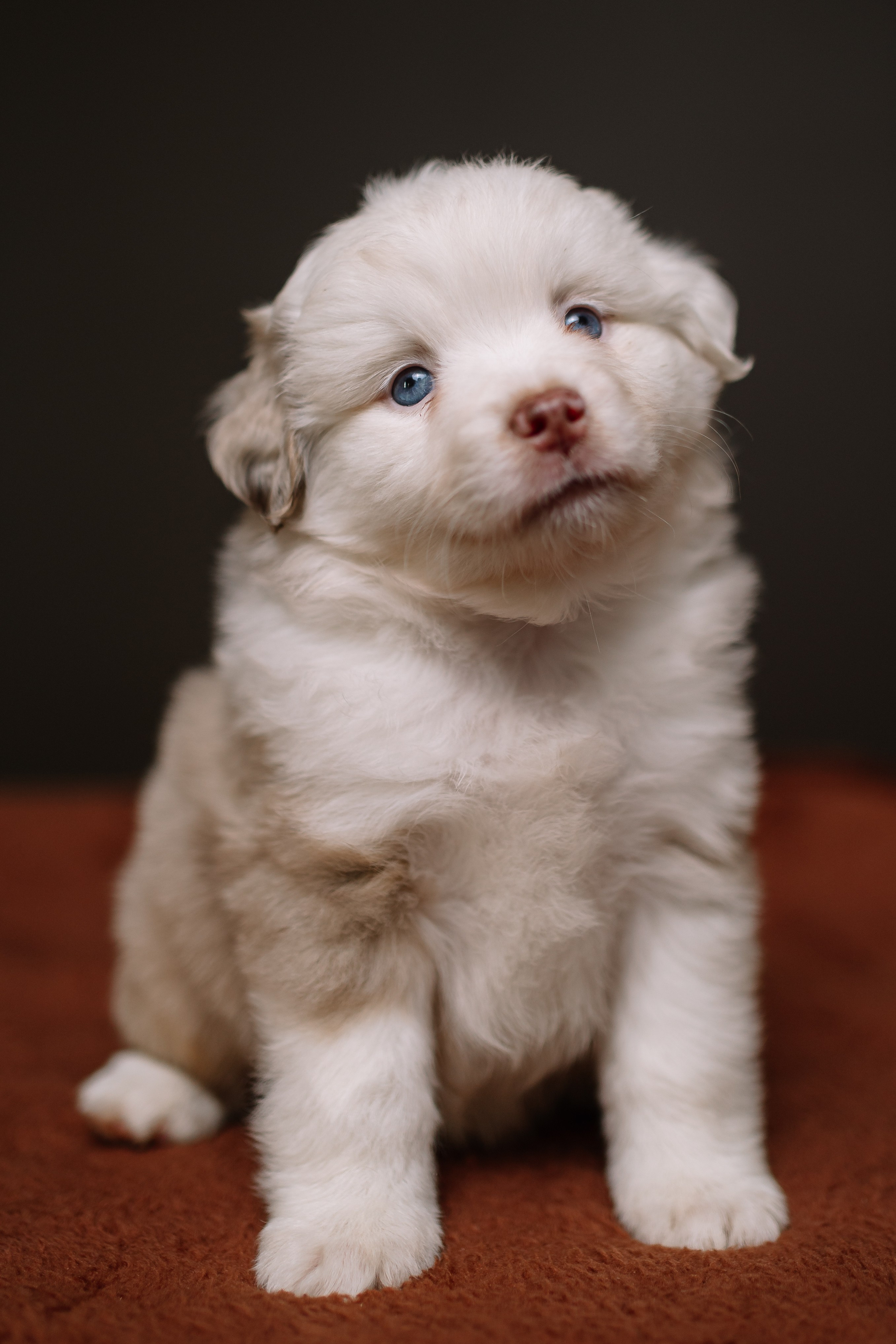 Щенки Миниатюрной американской овчарки. В студии. Фотограф Александра Кузнецова