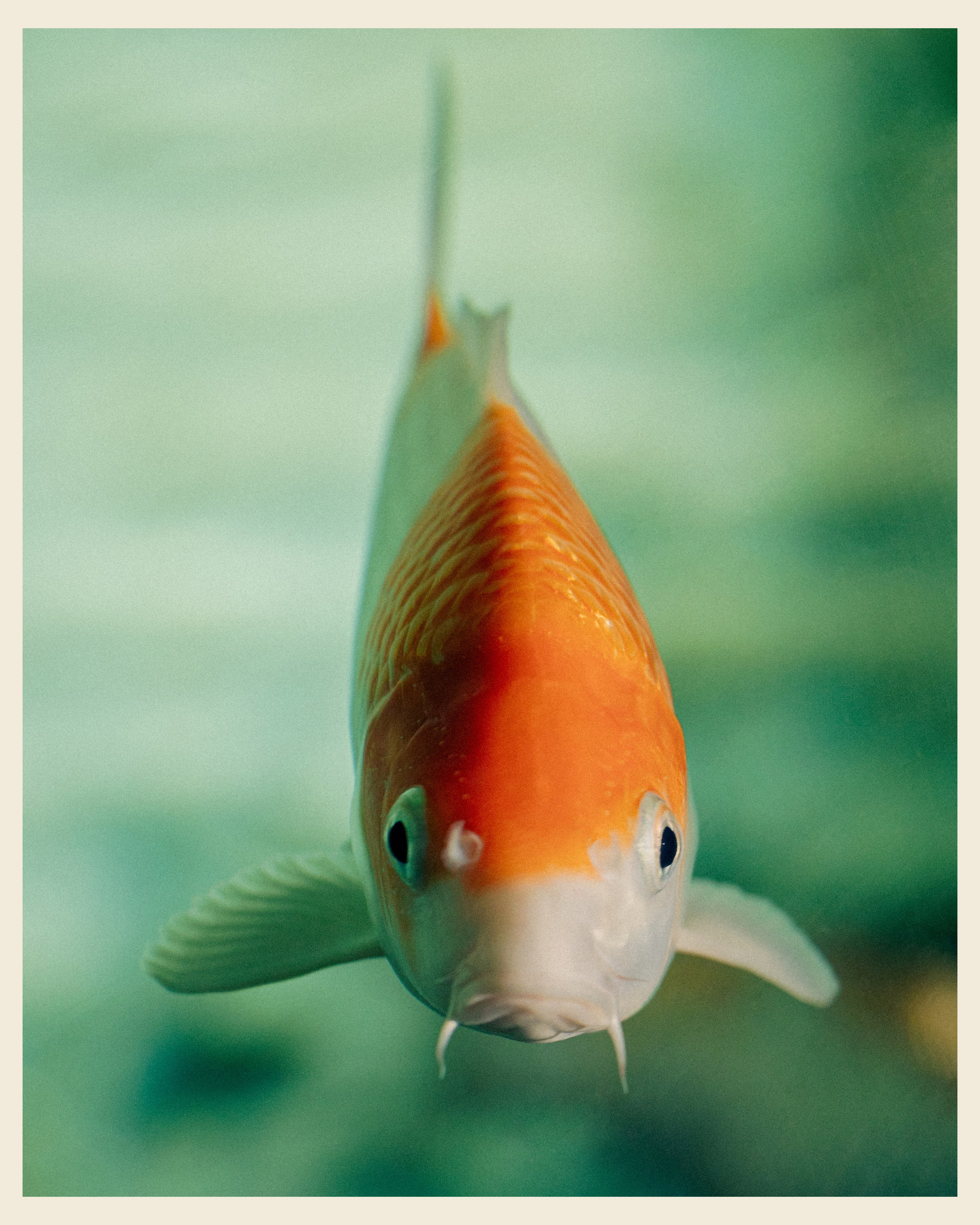 AILAND x VANO. Ivan Petrov photographer