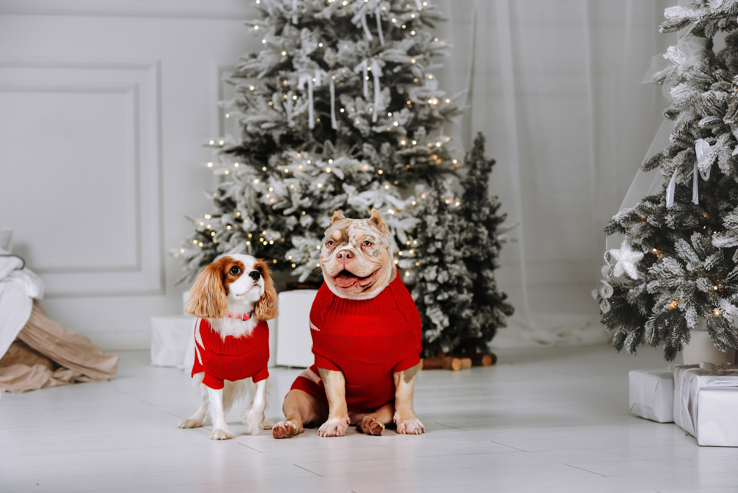 Семейная съёмка с питомцами в фотостудии. Фотограф Диана Оленина Красноярск / Братск