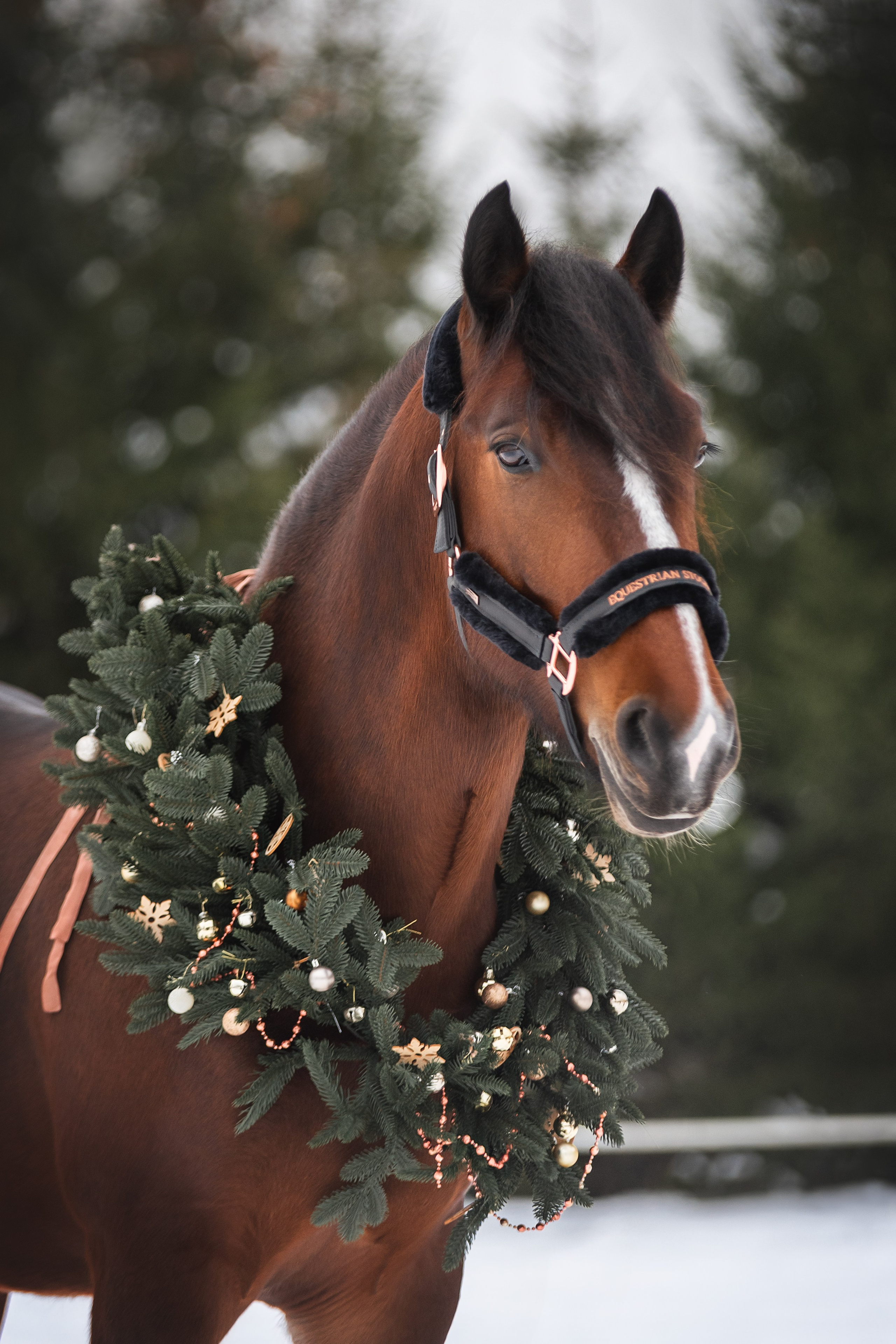 Новогодний Волконский. Конный фотограф Куракина Дарья • Фотосессии с лошадьми