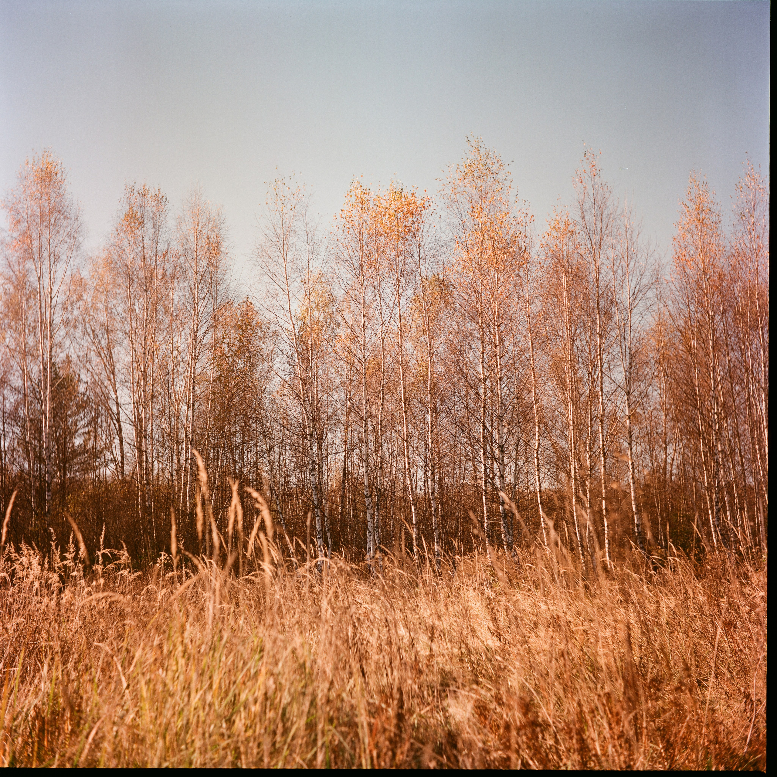 Yashica 635 / Kodak Aerocolor IV / октябрь 2024 года Лукино