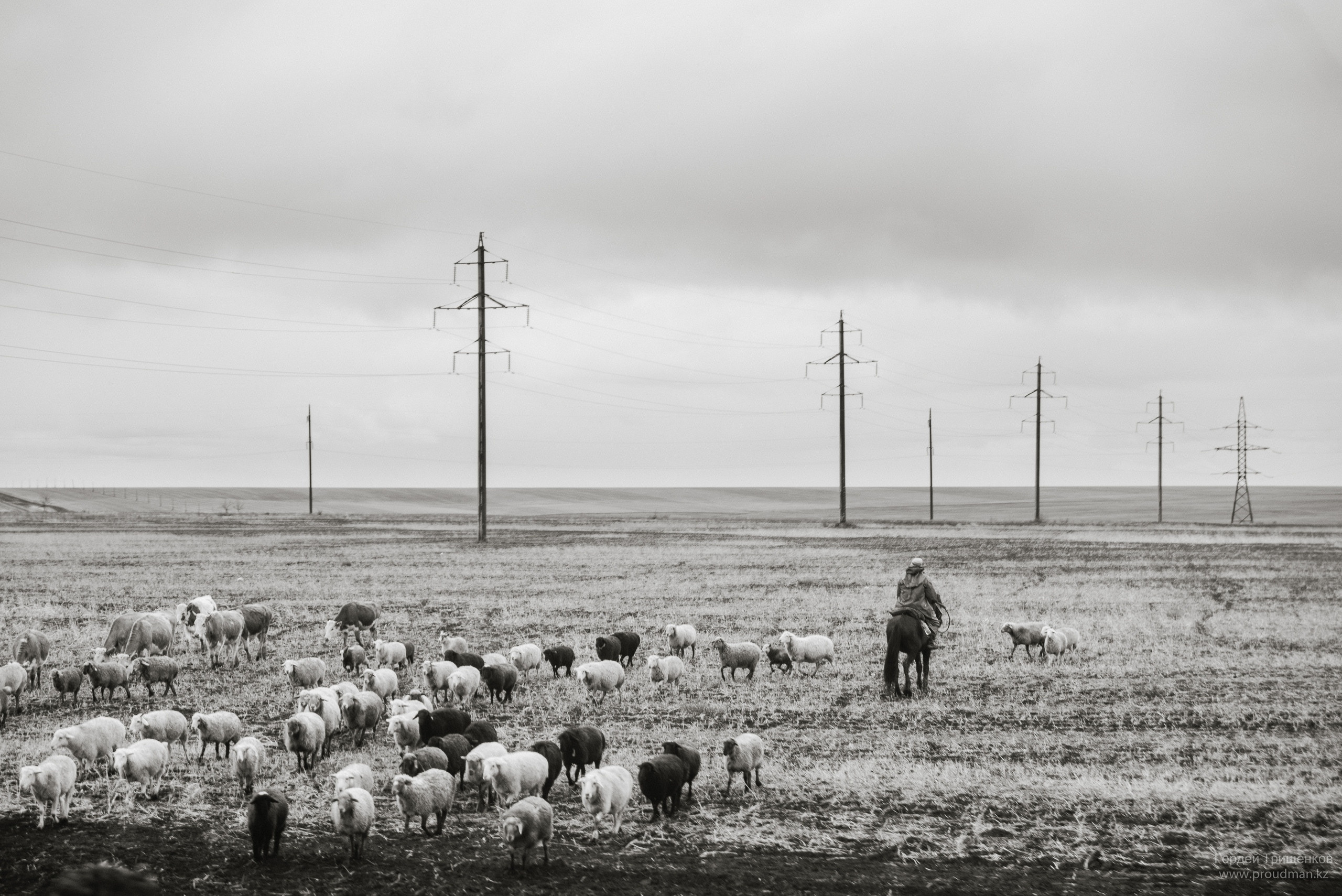 чабан, бараны, пастух, лошадь