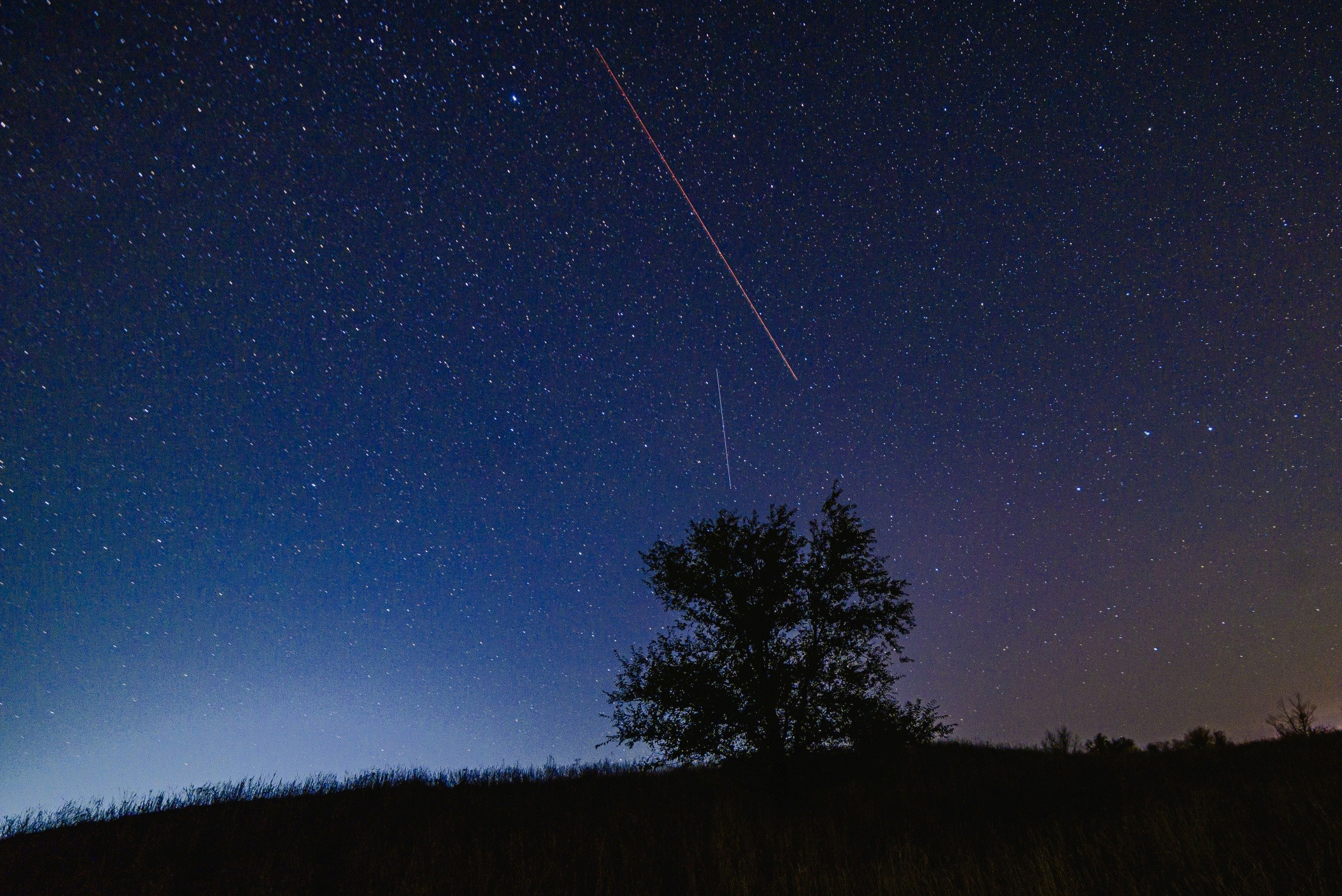 звёзды, звёздное небо, дерево