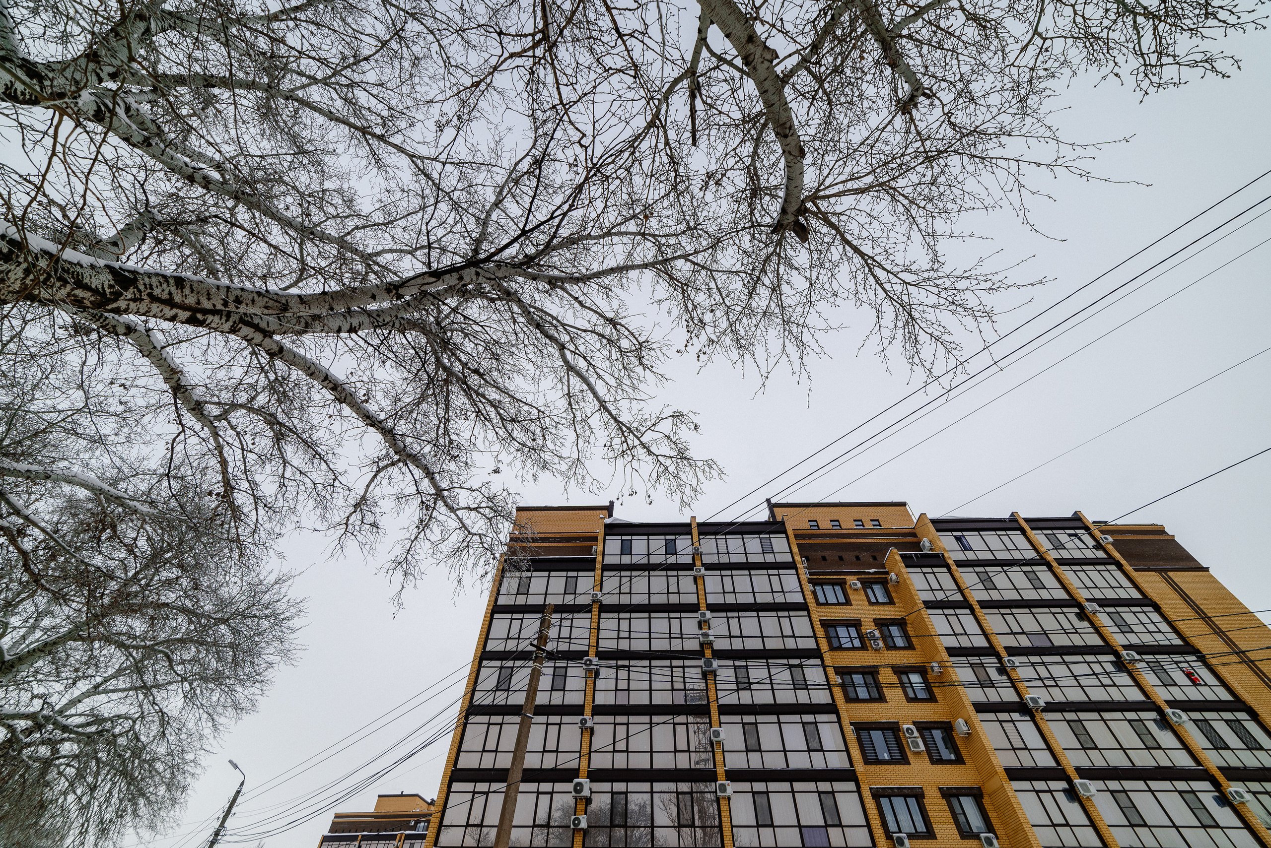 февраль, зима, высотка, дерево