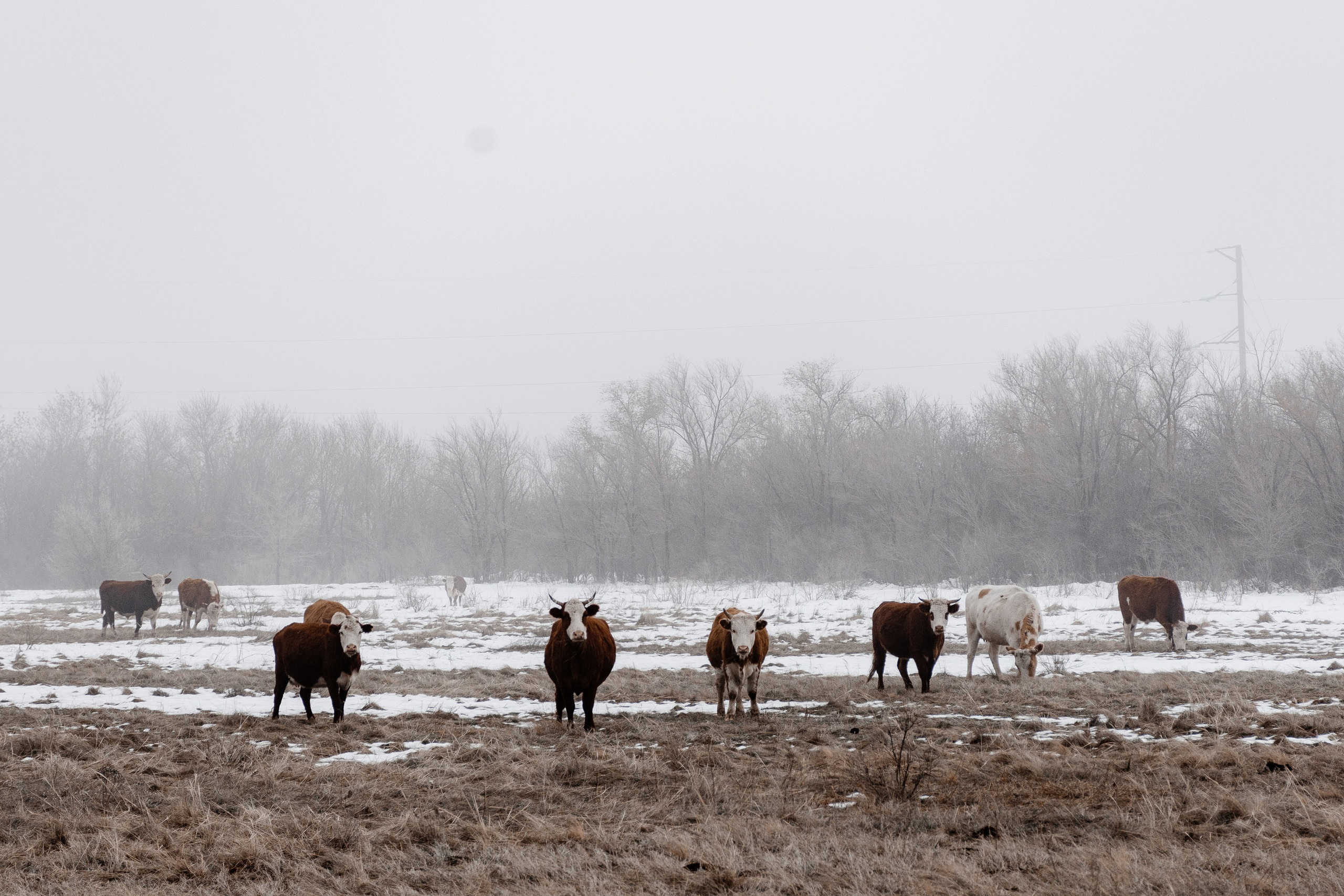 фёдоровка, теректинский район, теректа, коровы