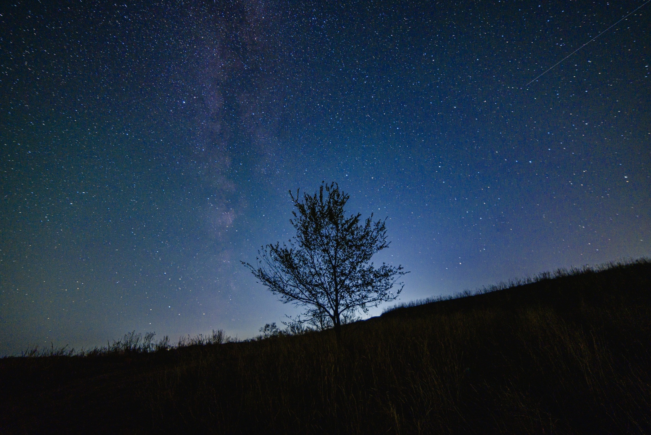 млечный путь, дерево, звёзды