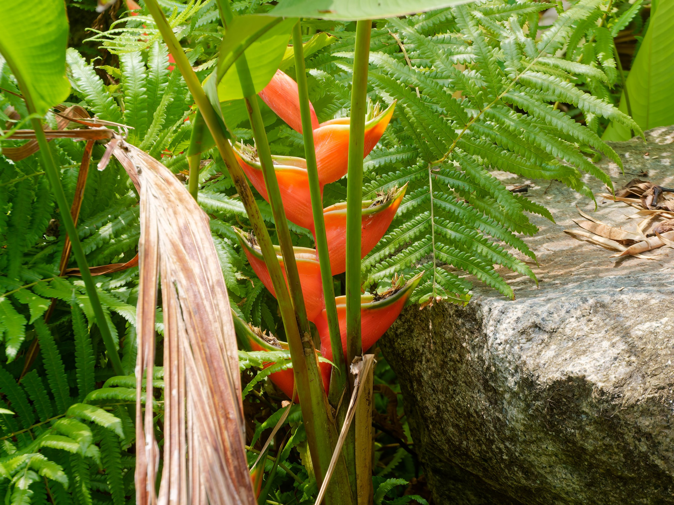 Хайнань 2026, флора, цветы и деревья. Фотопрогулки по Миру