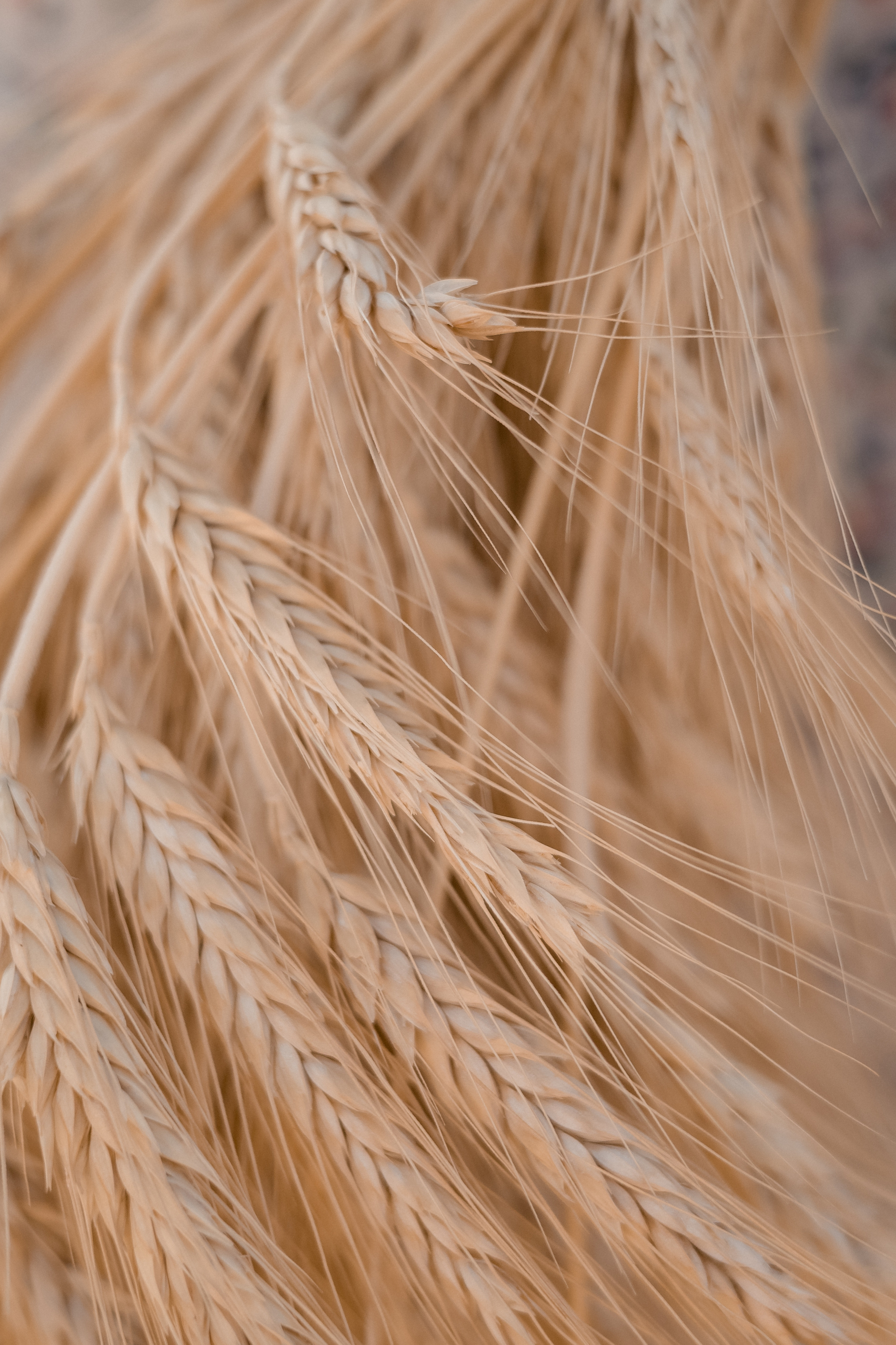 Ника. Семейный и детский фотограф в Краснодаре Ксения Новикова