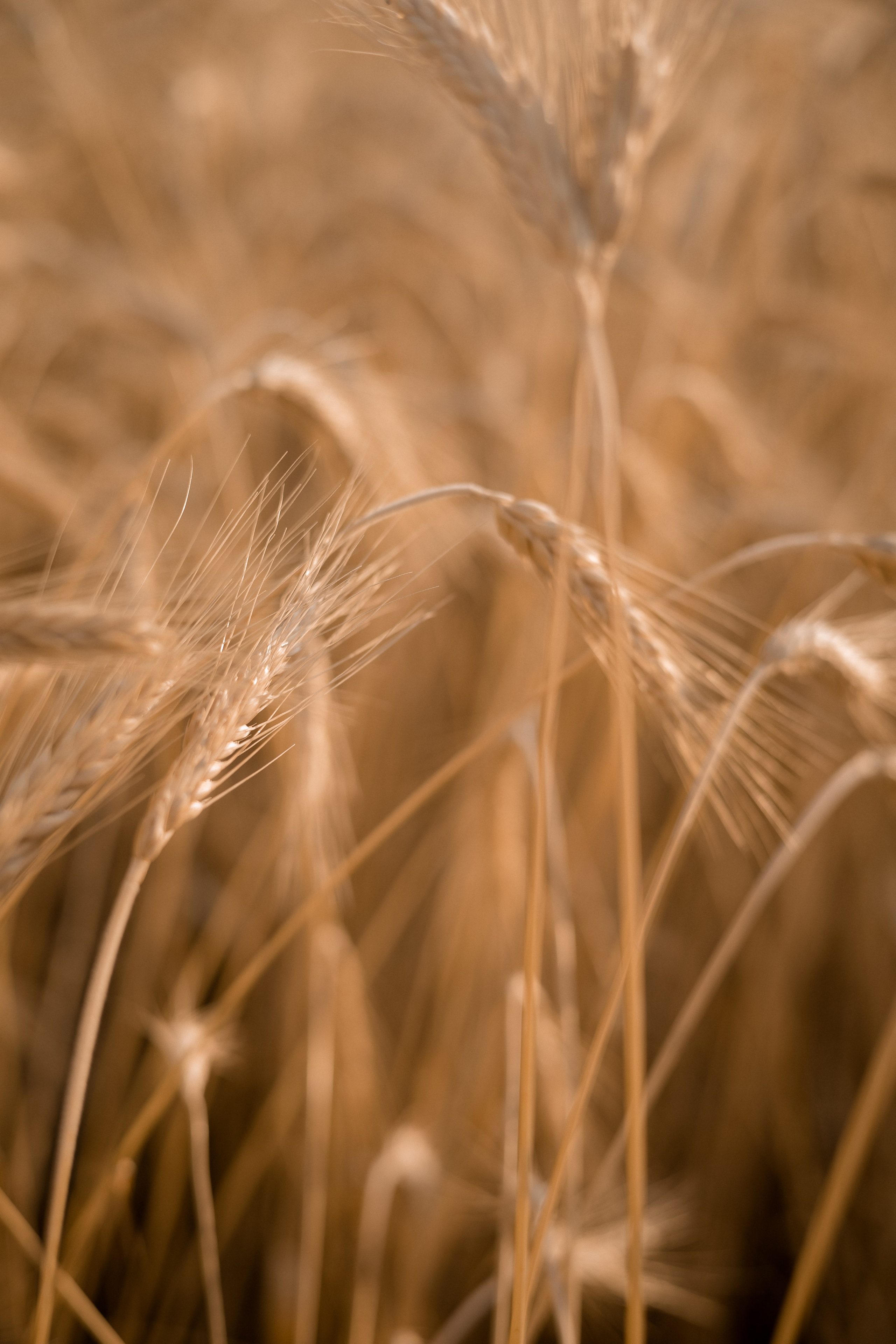 Оля. Семейный и детский фотограф в Краснодаре Ксения Новикова