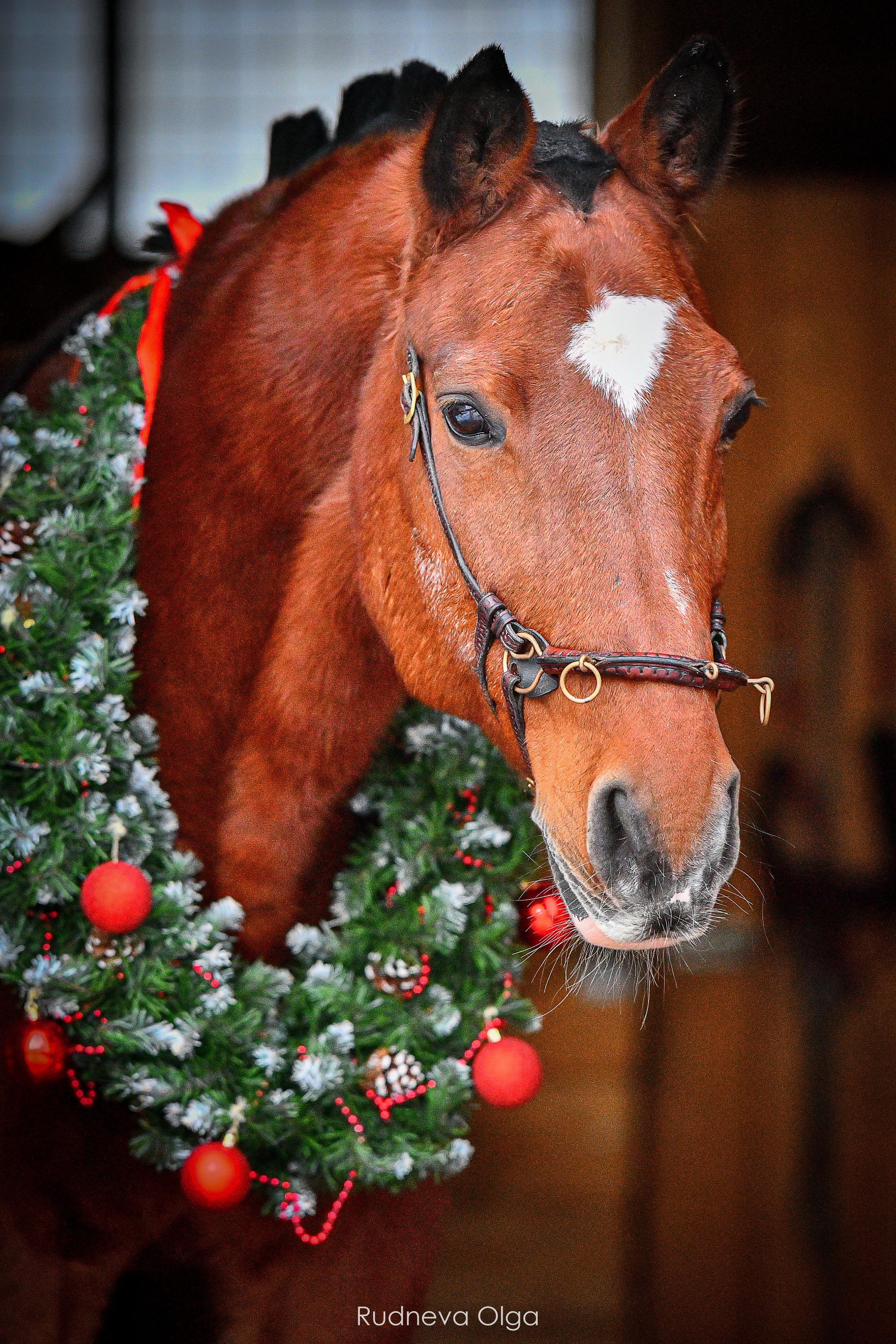 Отзывы. ТУРНИРНАЯ КОННАЯ ФОТОГРАФИЯ, Руднева Ольга и Евгений Адеев