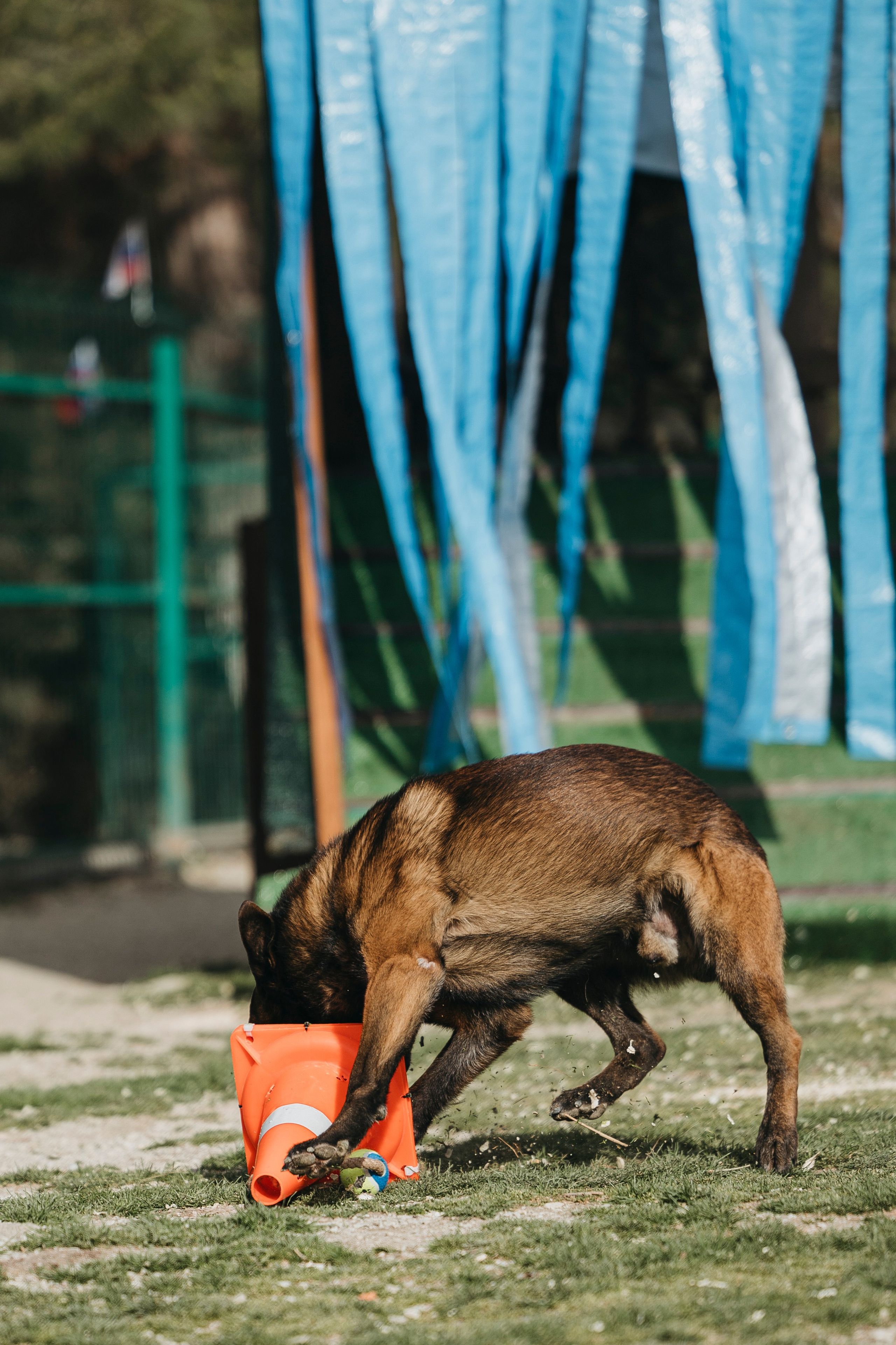 Геленджик Мондьоринг. Фотограф-анималист Анна Маринич