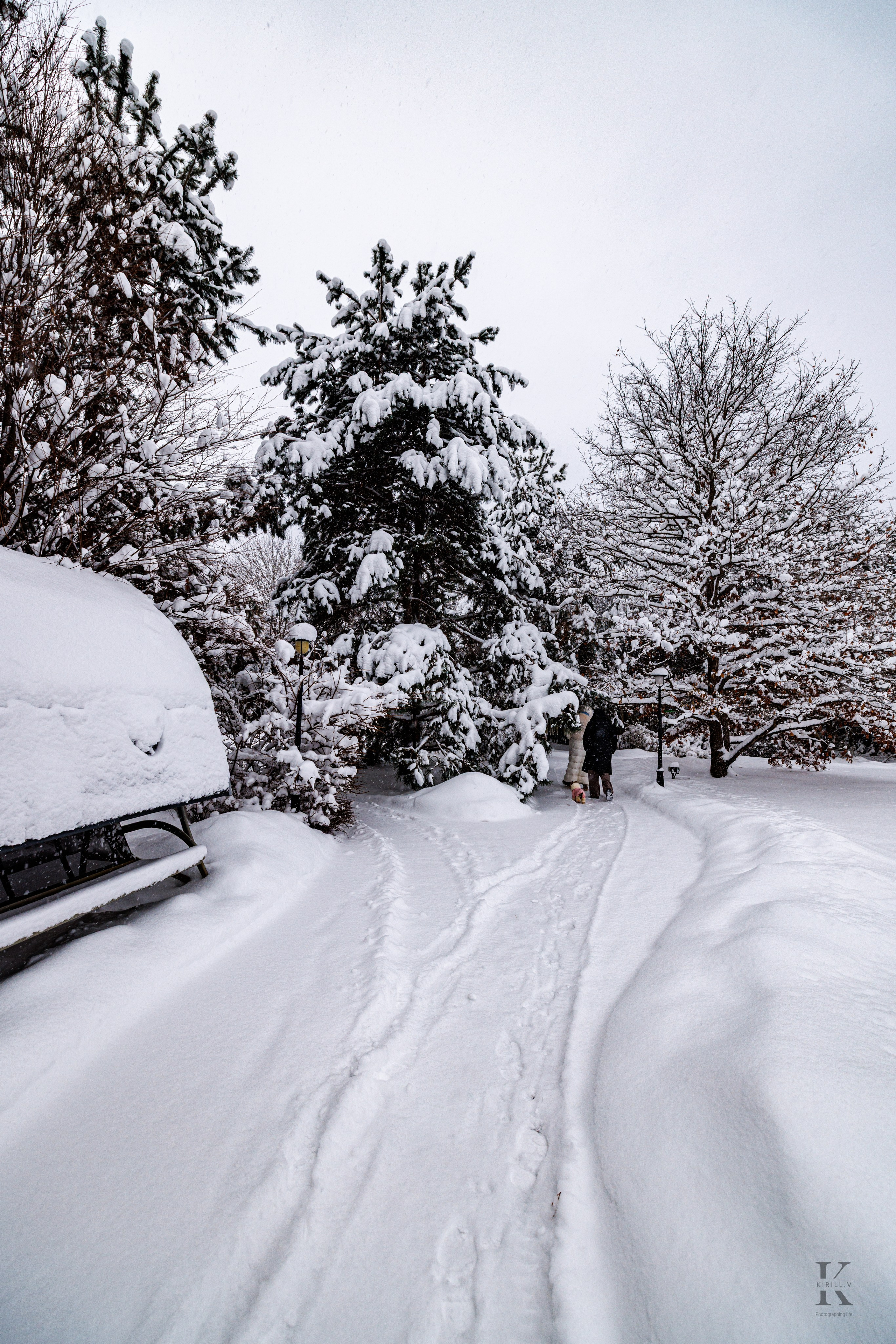 Природа 31 Декабря 2025 года. Клены. Фотографирую жизнь! Московский фотограф волонтер