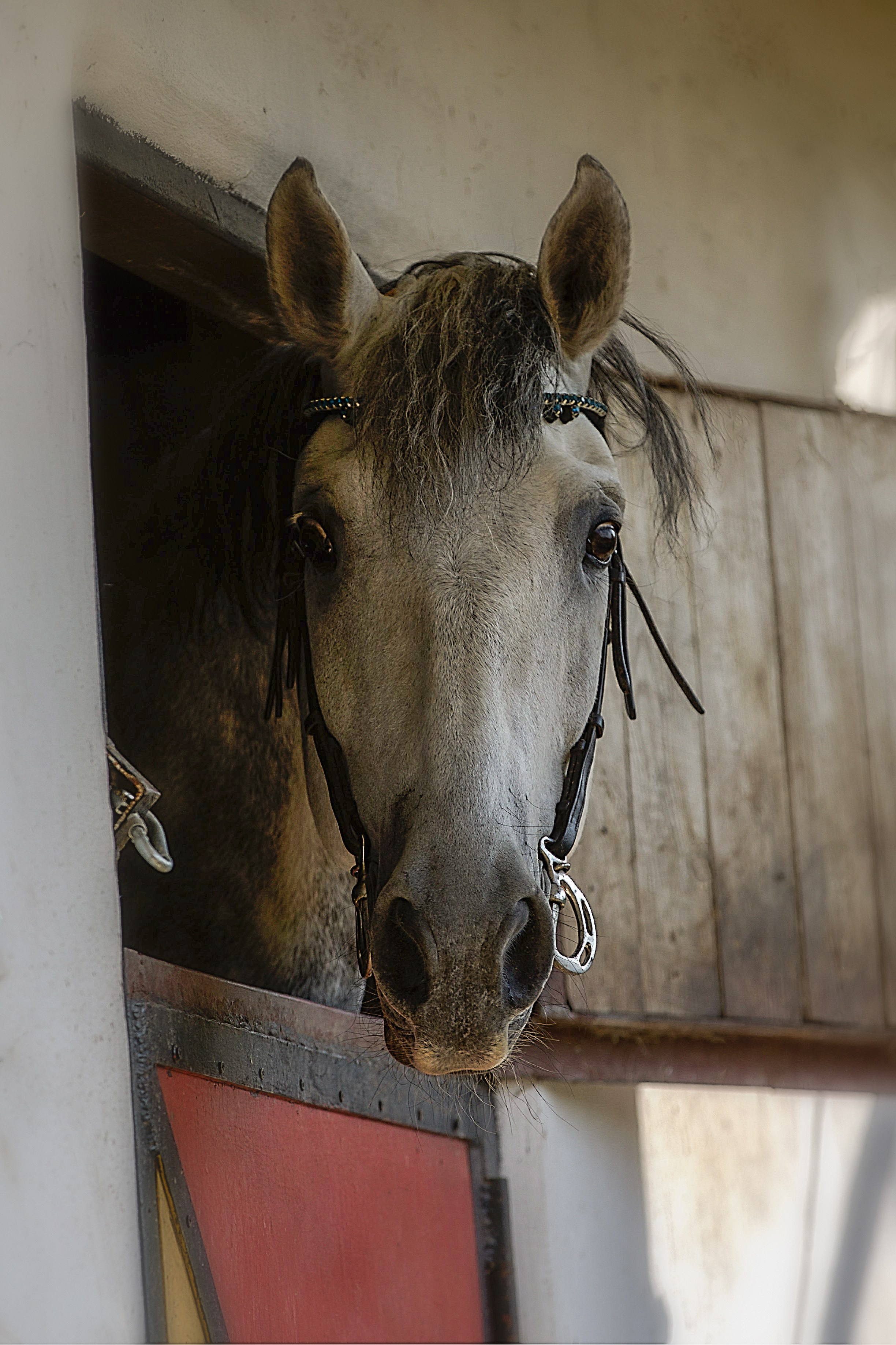 ЛОШАДИ. Фотограф-АниМалист Анна Абрамова