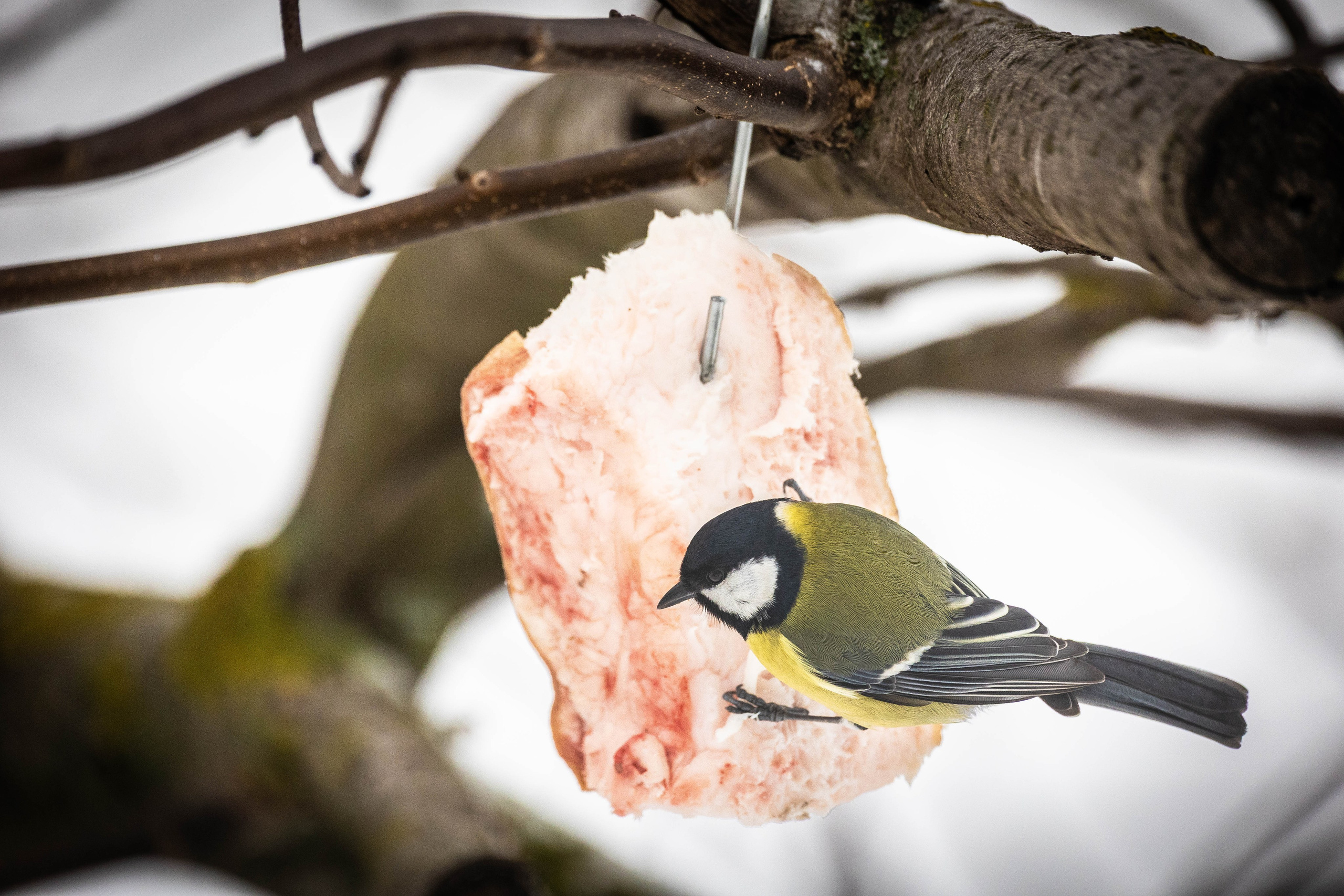 Дикий животный мир. Фотограф-АниМалист Анна Абрамова