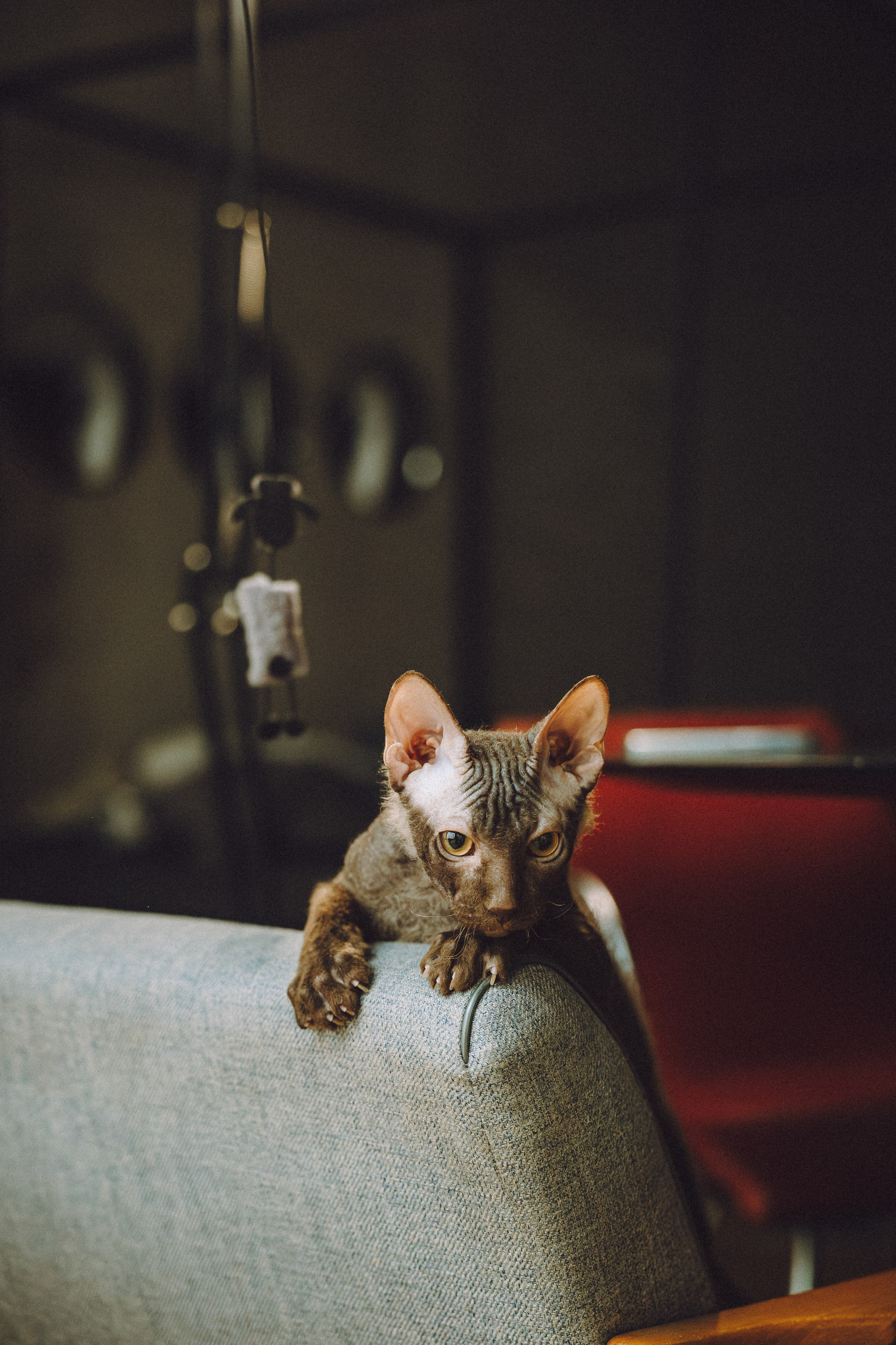 Кокос, Света, Динара и Вилли