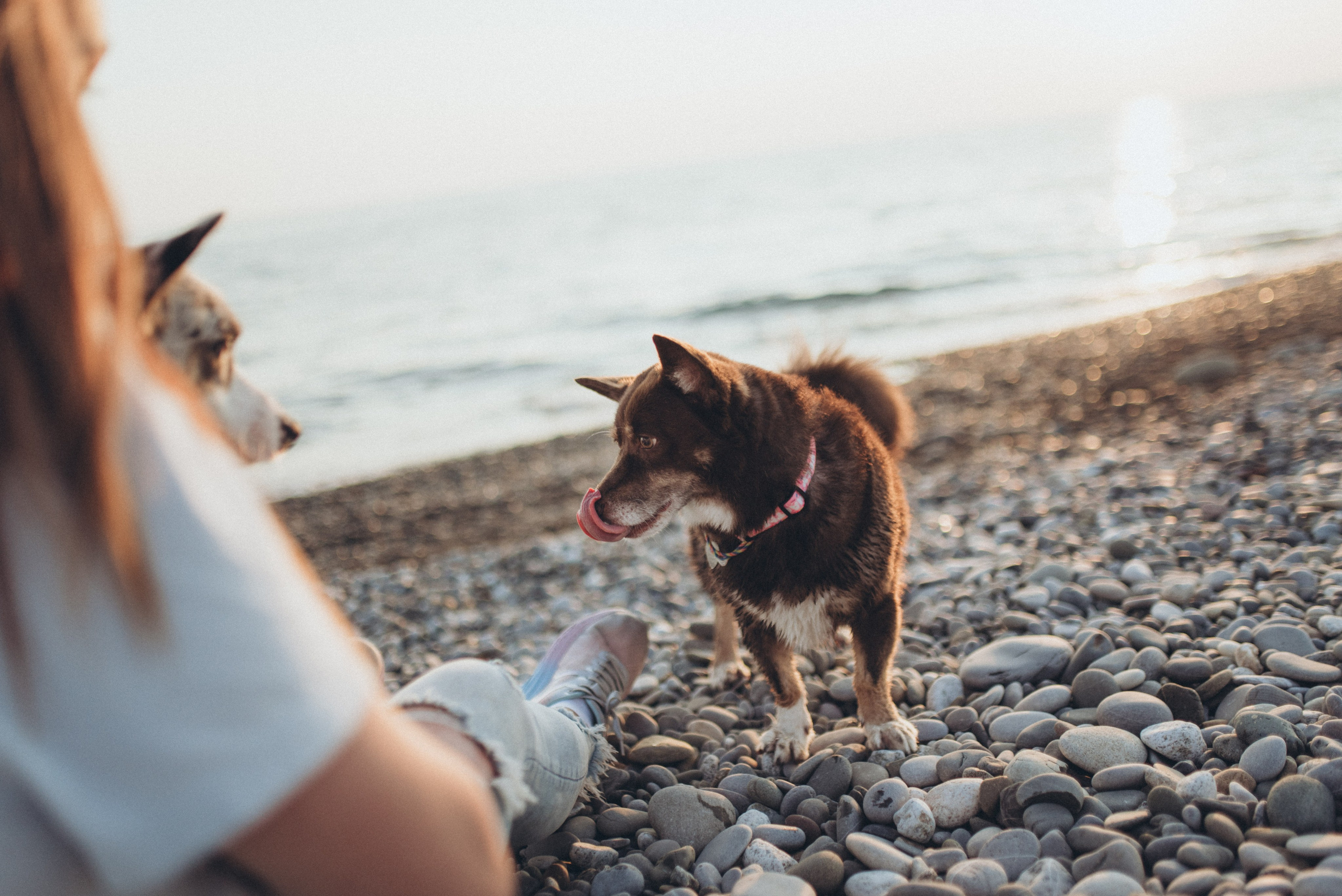 🐕 Катя и Дима 🐕. Фотограф в Сочи — Маргарита Поганова