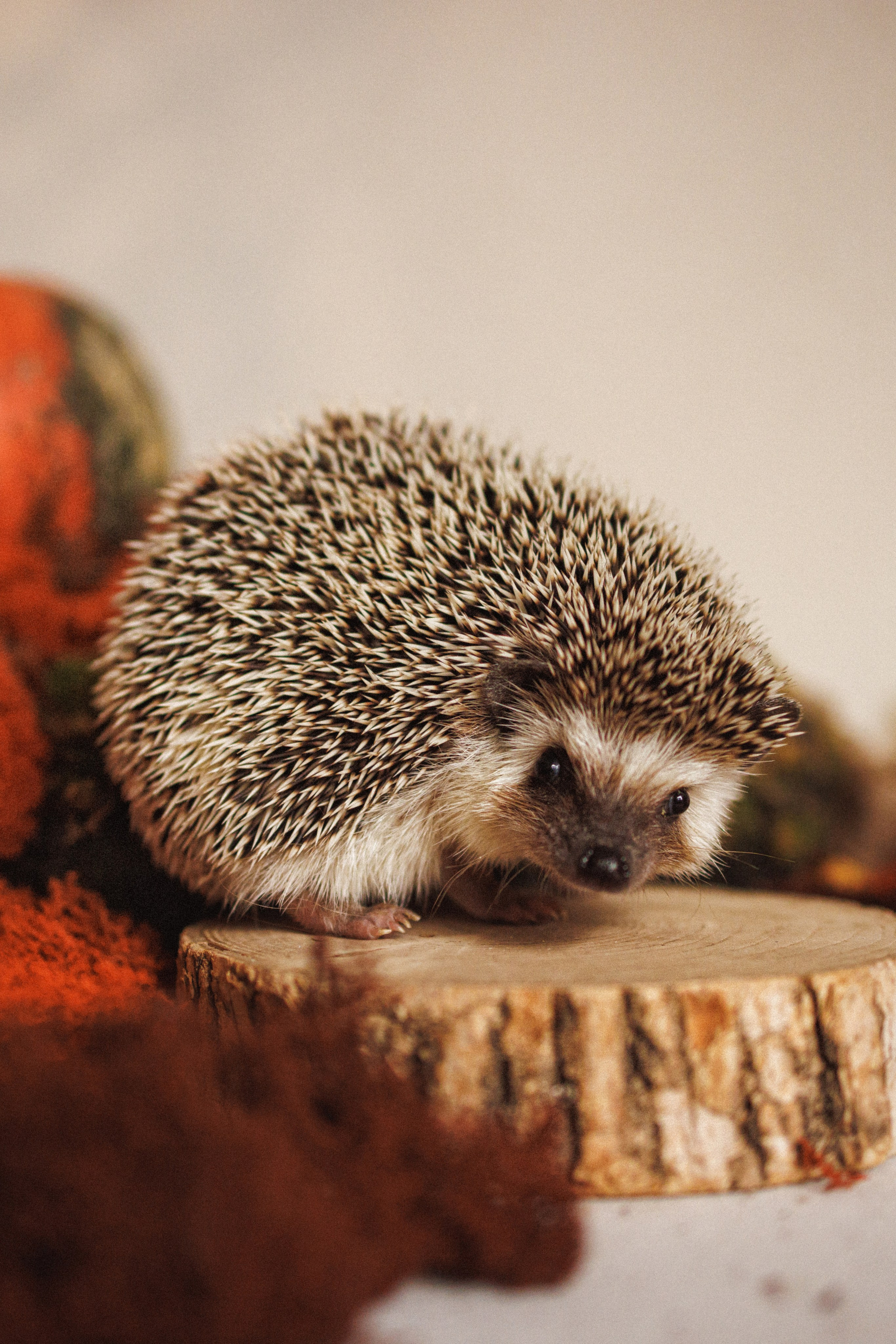 Осенняя фотосессия в фотостудии Mestone, город Краснодар. Семейный и детский фотограф в Краснодаре Анна Трашкова