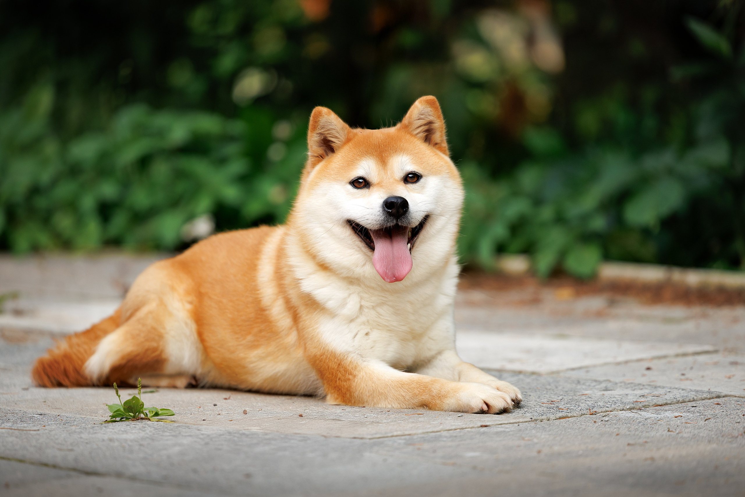 Портфолио: Фотосъёмка собак в Москве и области — авторские образы. Фотограф-анималист и бренд-фотограф в Москве | Фотография собак, людей, бизнес-портрет