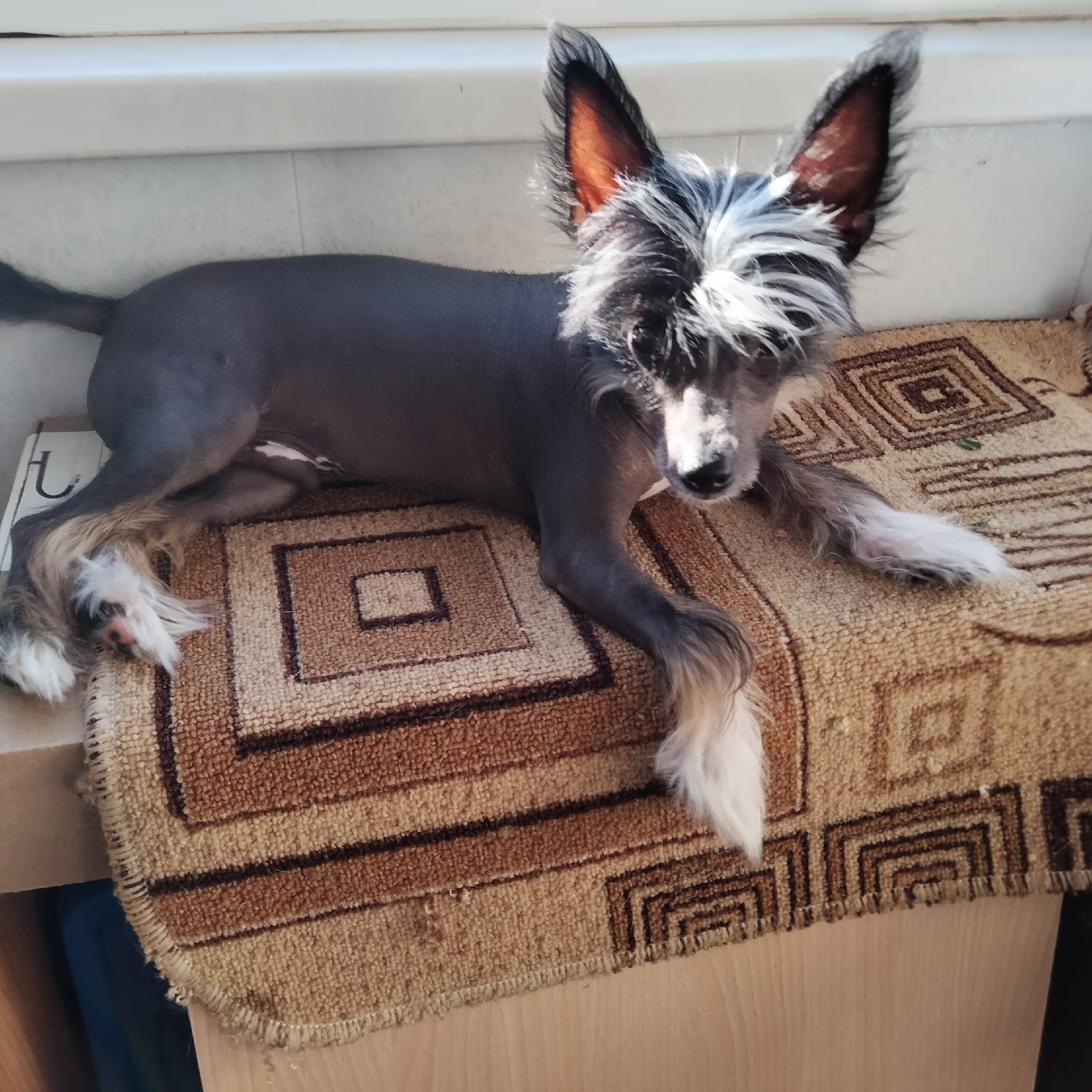 Vinsentik - doll boy