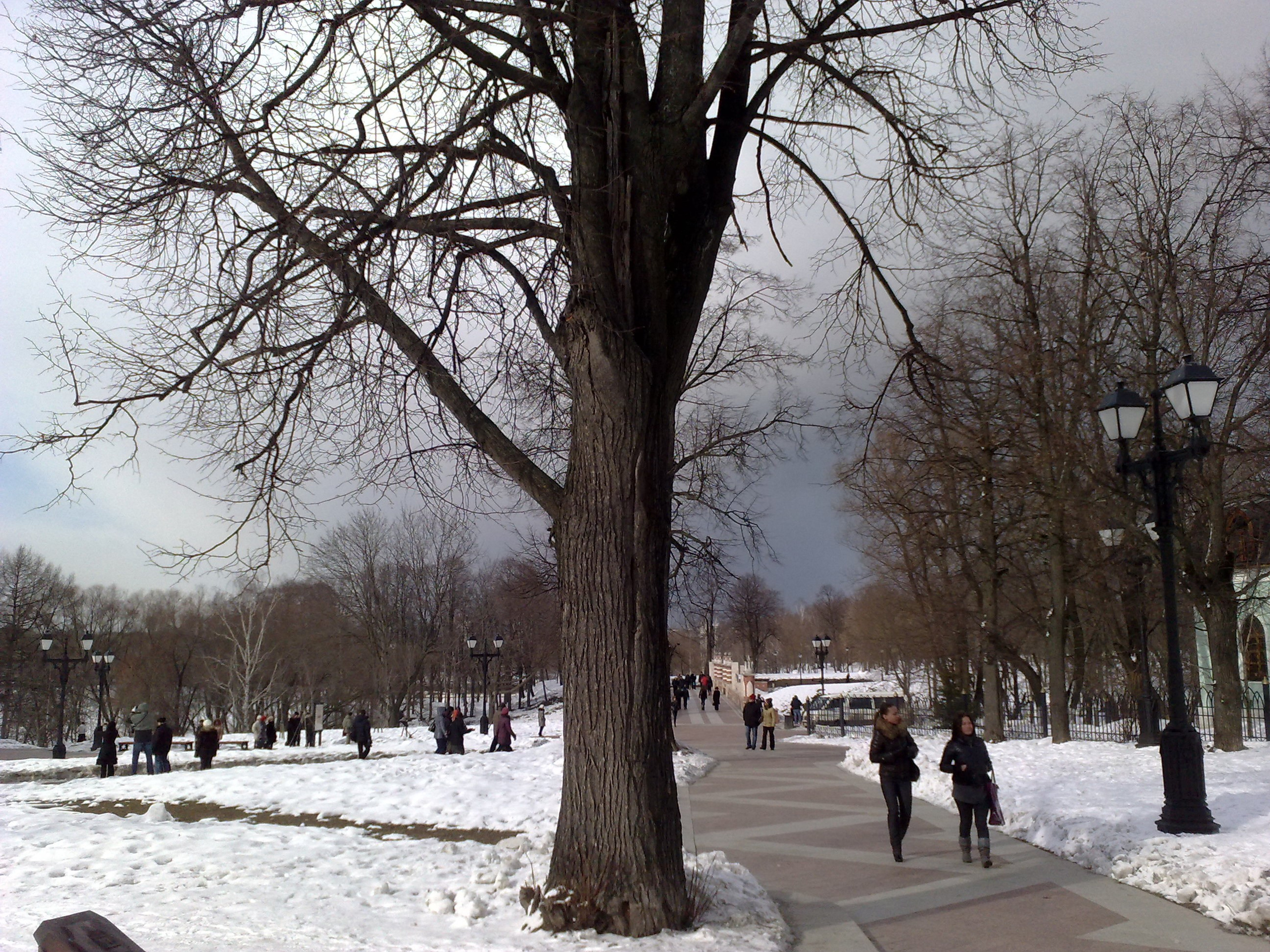 Царицино музей-усадьба. Питомник китайских хохлатых собак Poale Ell: купить щенка в питомнике