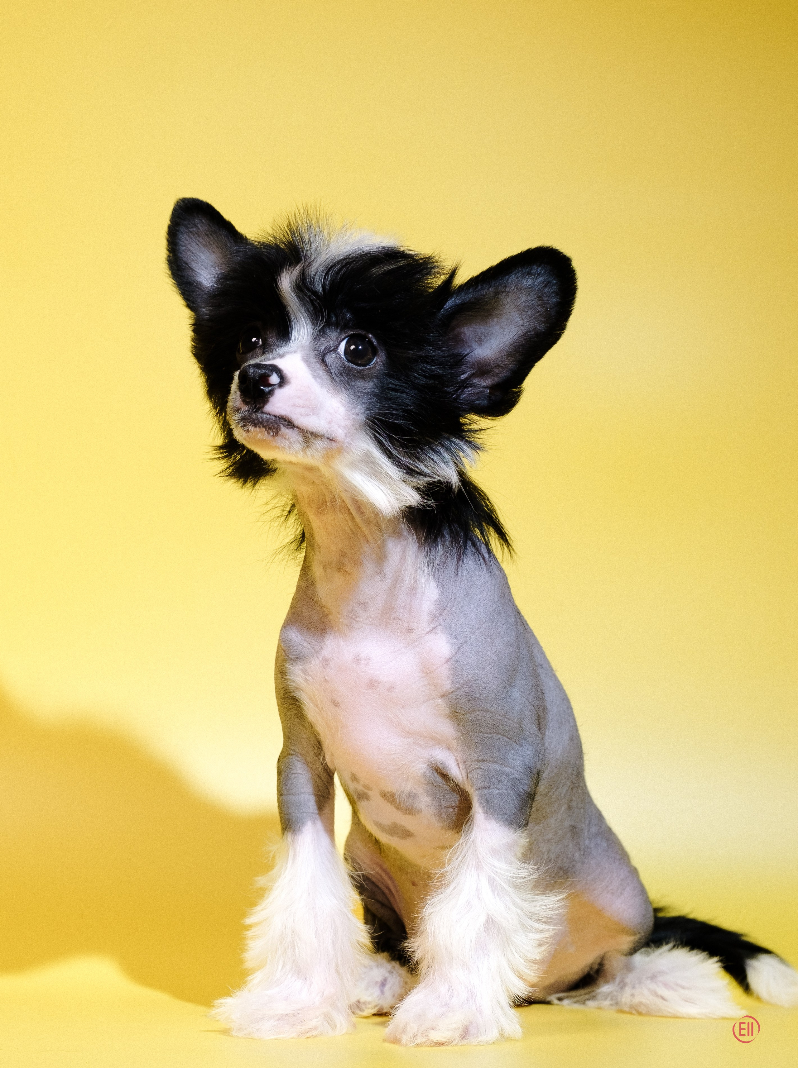Poale Ell Dasha. Poale Ell Chinese Crested Dog Kennel: Buy a puppy from the kennel