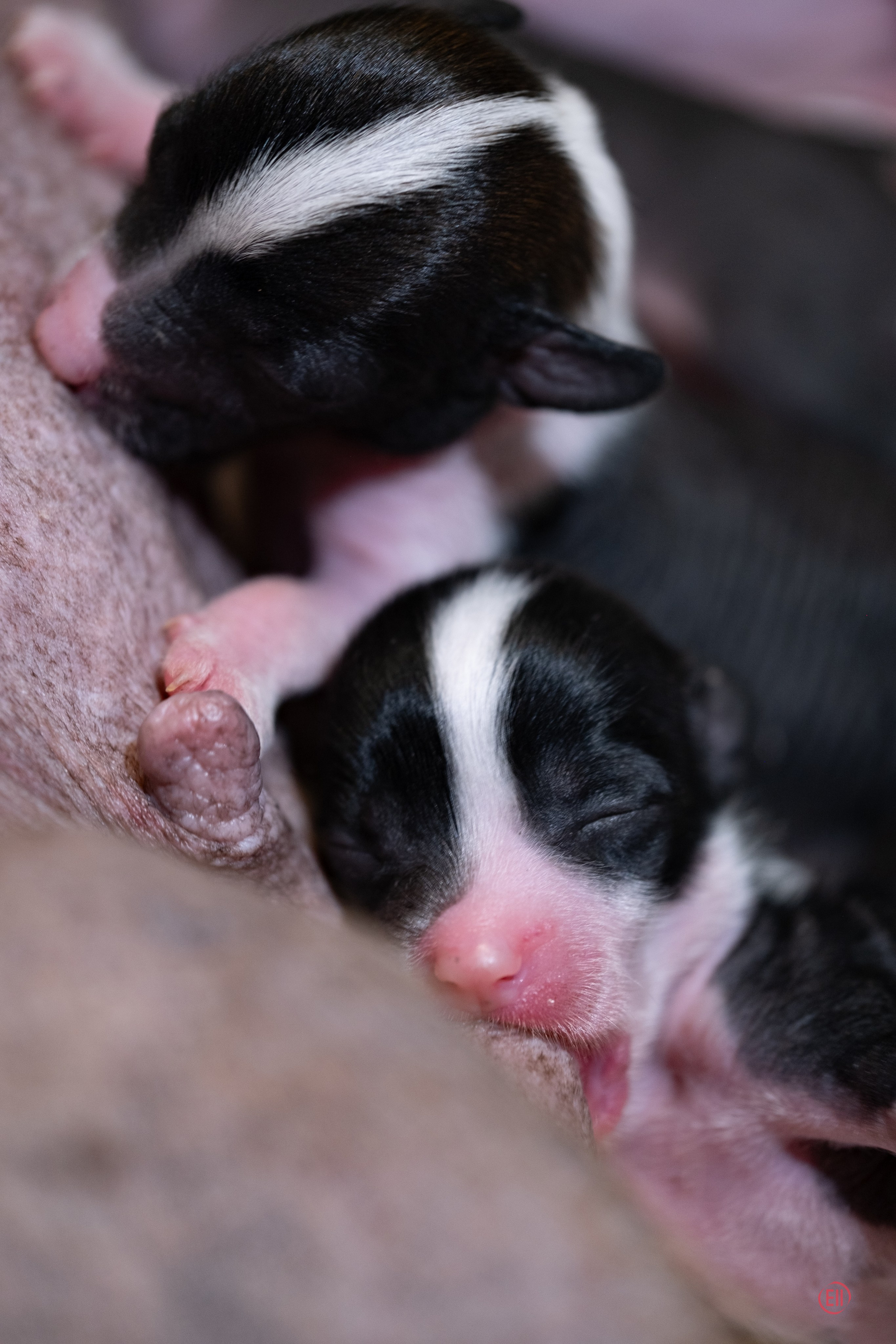 4-й день. Poale Ell Deniz и Poale Ell Dasha