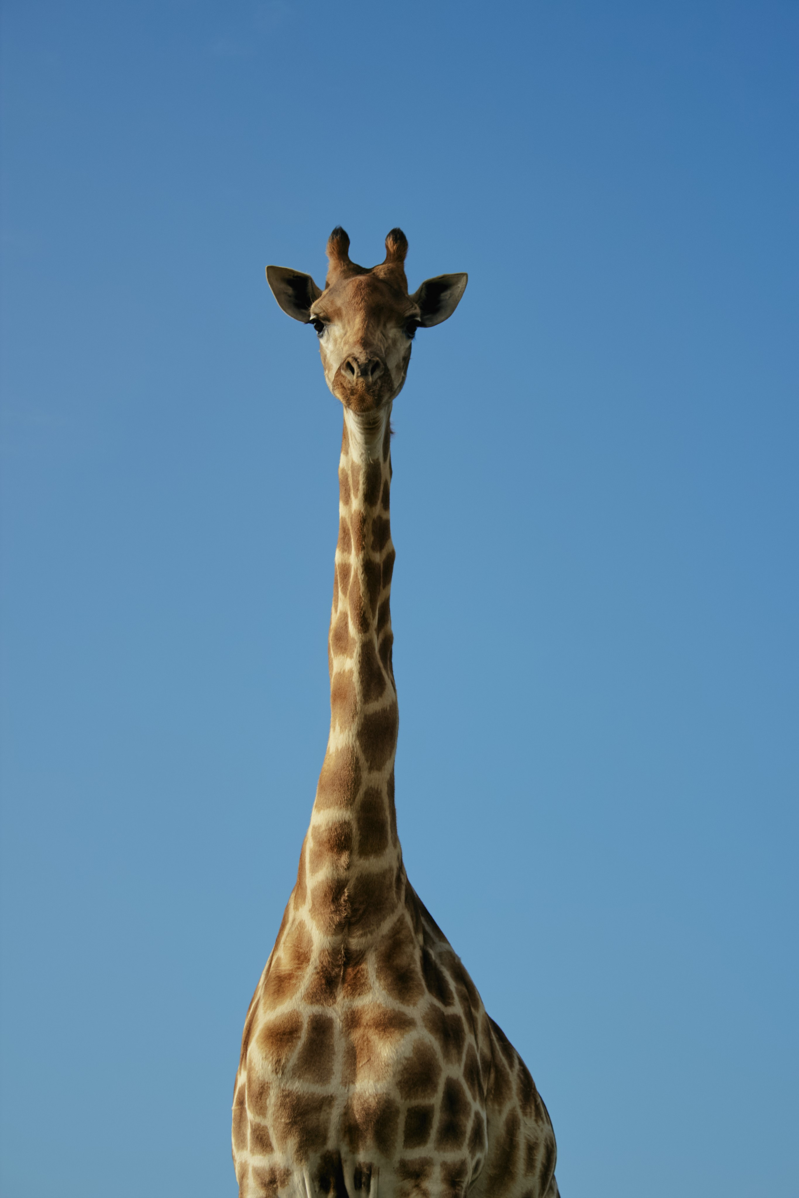 ЮАР. Профессиональный Фотограф во Владимире, в Москве и в Суздале — Полина Романычева