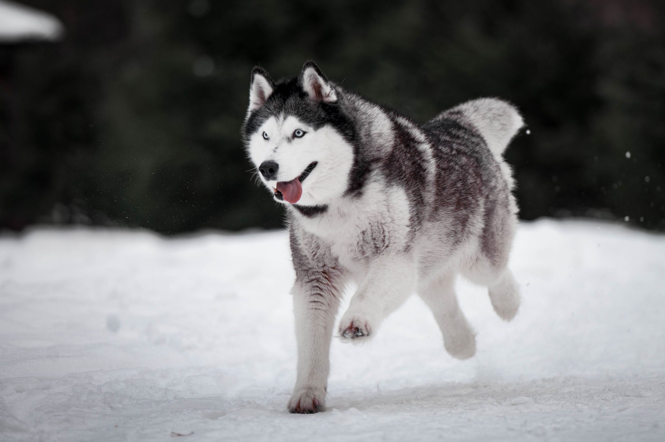 Шанель. Фотограф-анималист