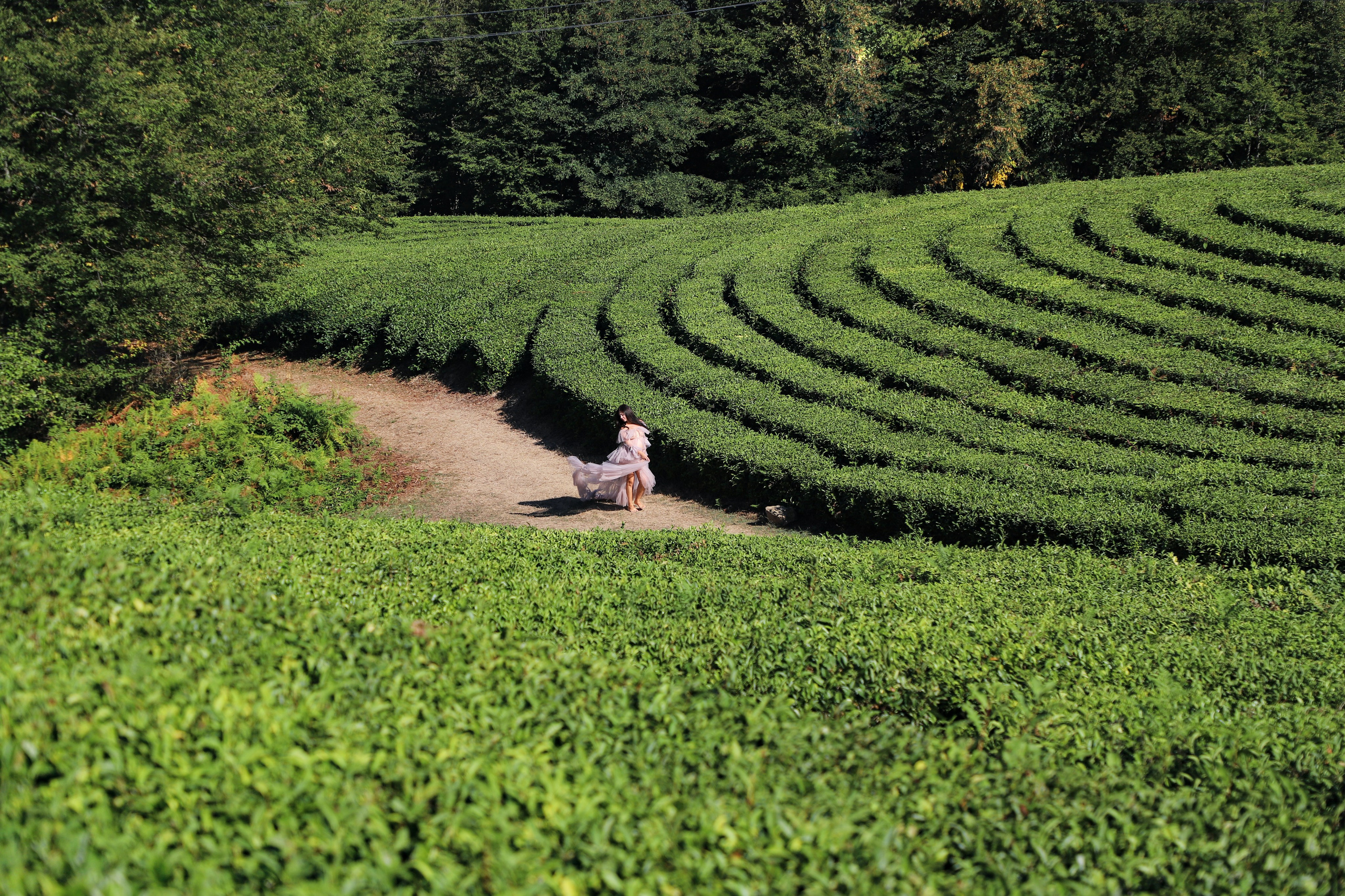 Беремняшка Мацеста чайные плантации 27.08. Главная