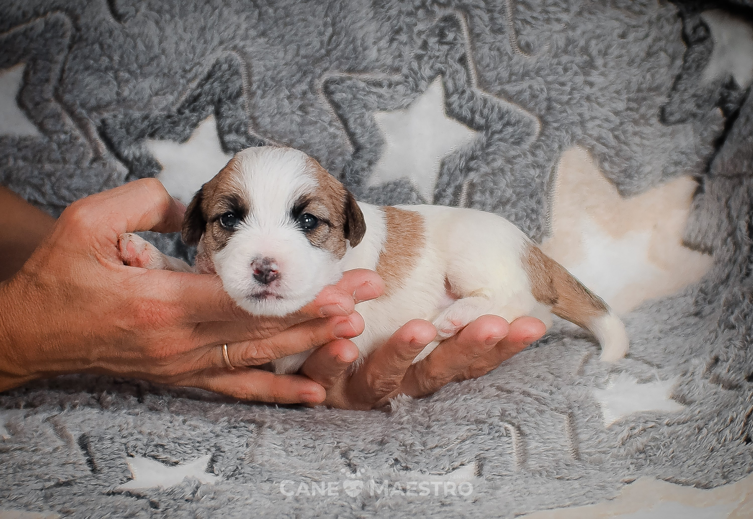 Сука2_БР_27_08_25. CANE MAESTRO — kennel Jack Russell Terrier