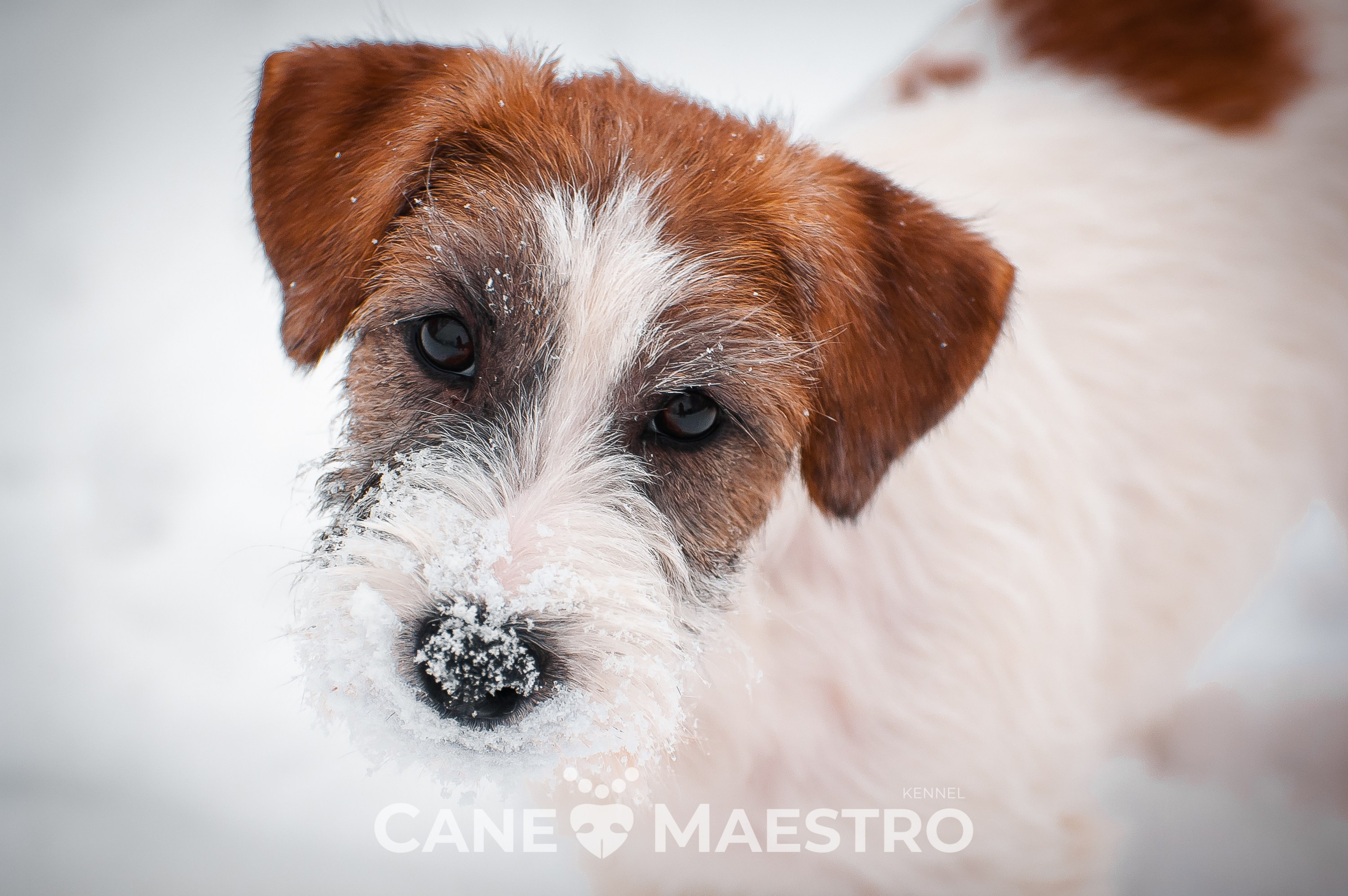 Щенок кобель ДРТ. КАНЕ МАЭСТРО — питомник Джек рассел терьеров