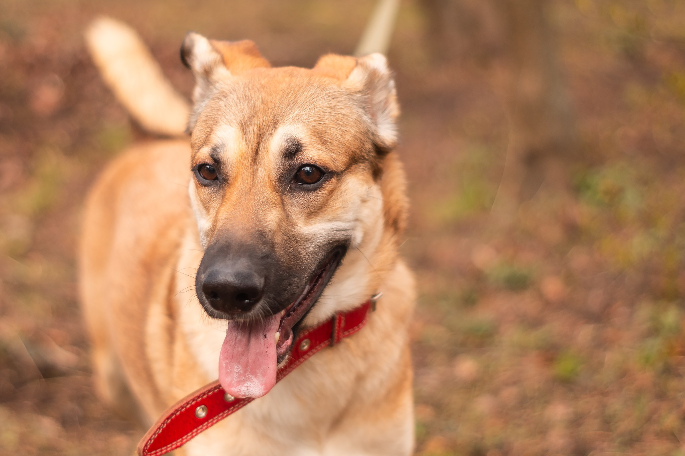 Съемки животных. Фотограф в Санкт-Петербурге и ЛО Егор Ставер