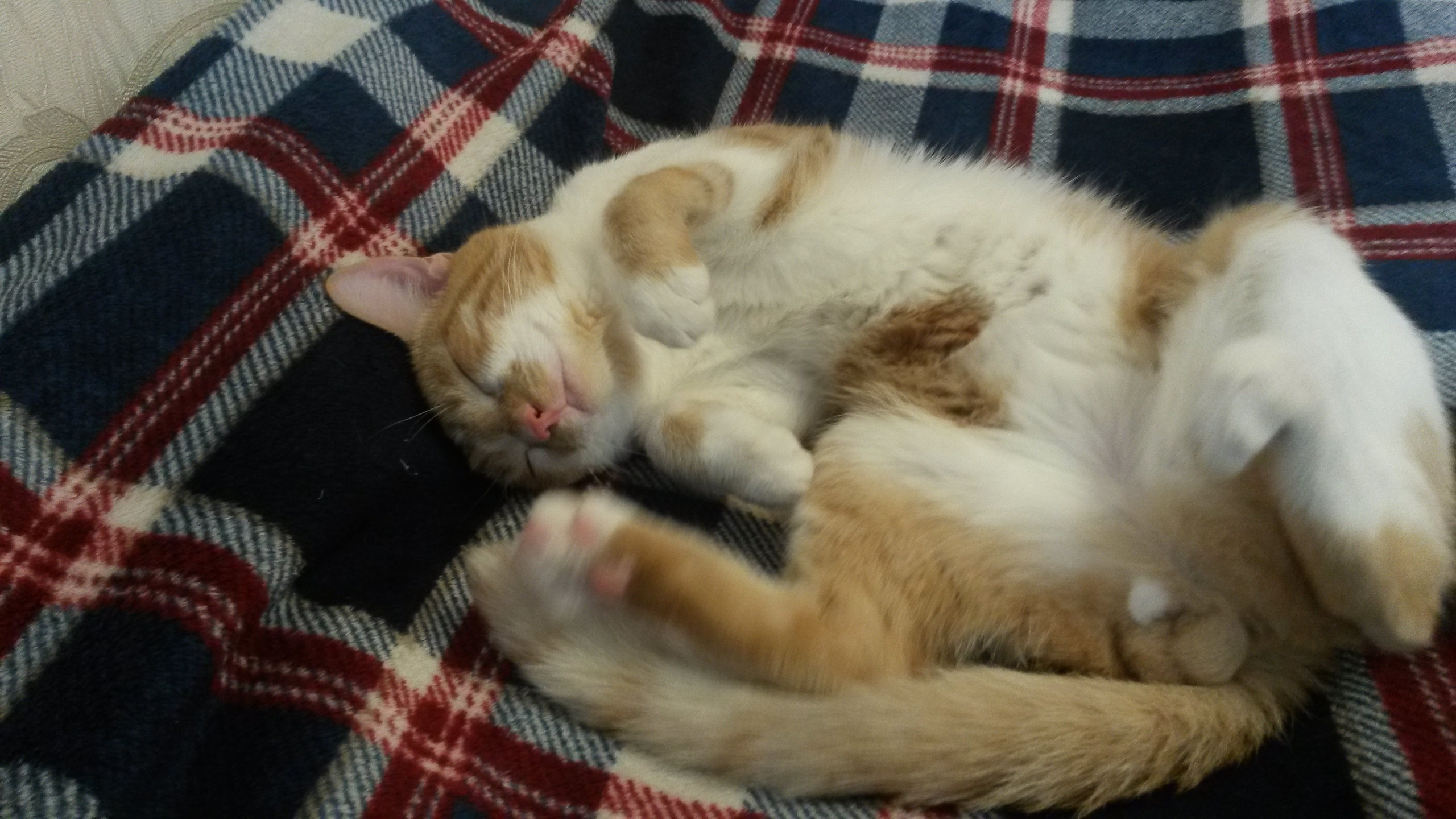 Май. Семейный, Свадебный фотограф СПБ Питер— Романова Екатерина