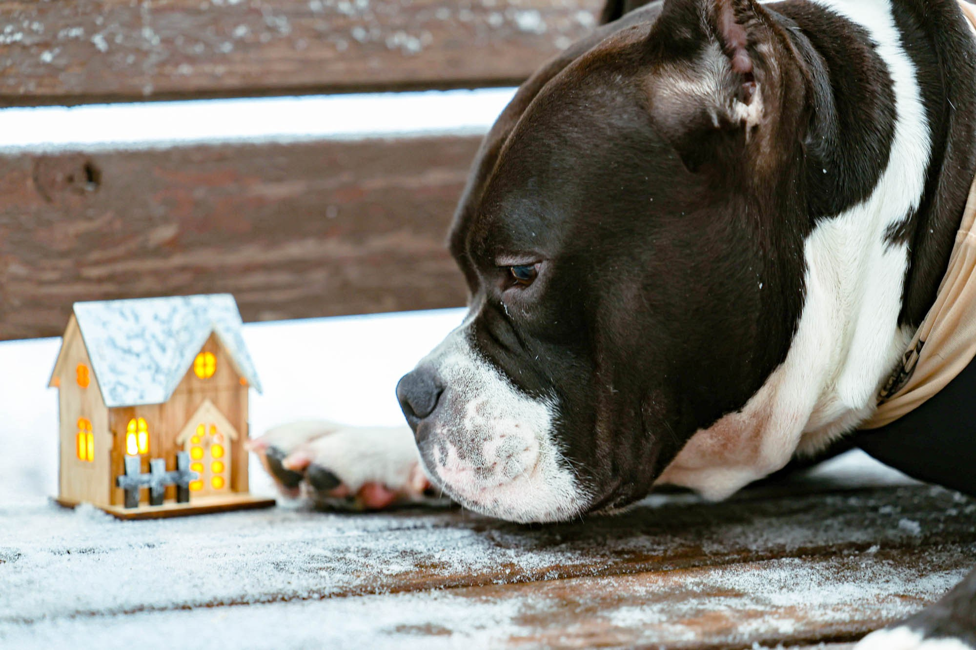 Бумер 24/11/24. Виктория Михайловская. Фотограф-анималист. Москва