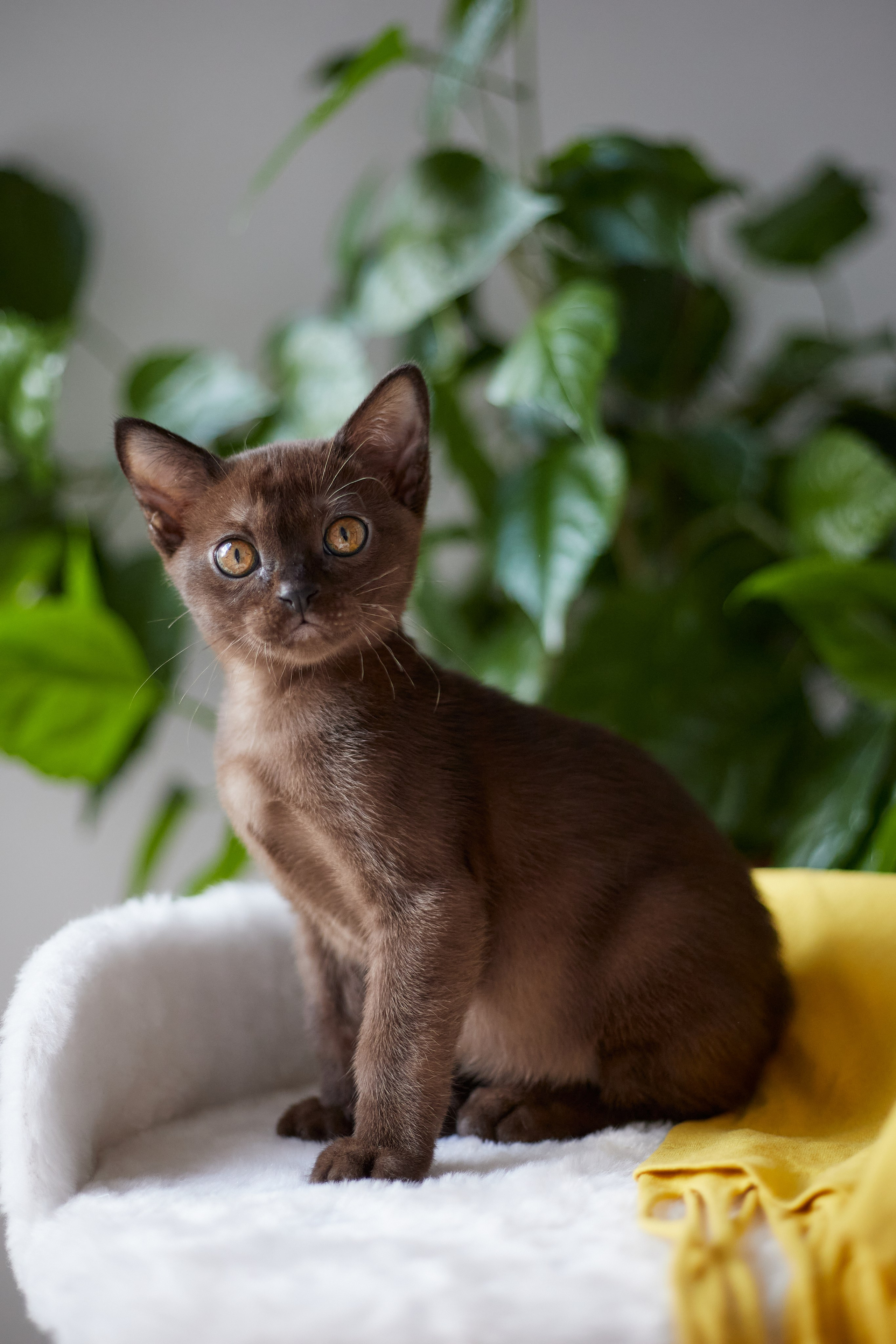 Jerry (Новый Уренгой). Питомник «Bouncy Life»