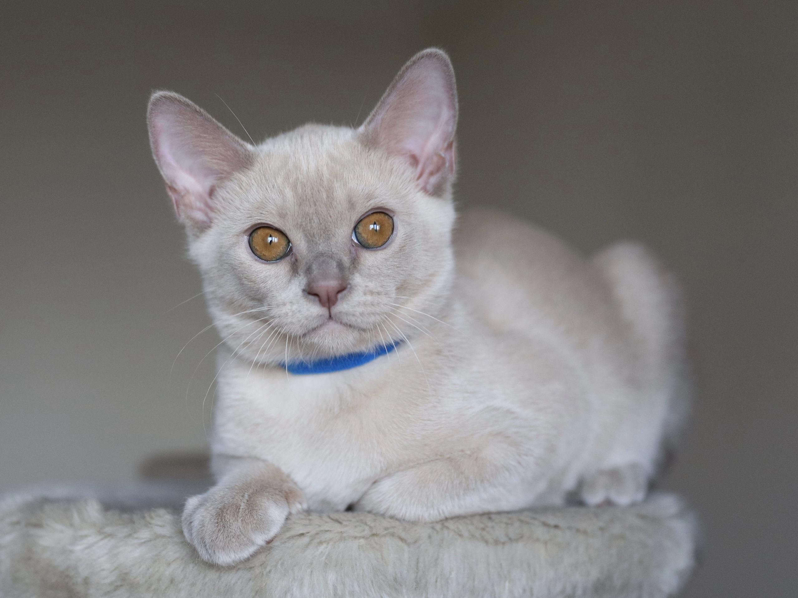 Christopher. Cattery “Bouncy Life”