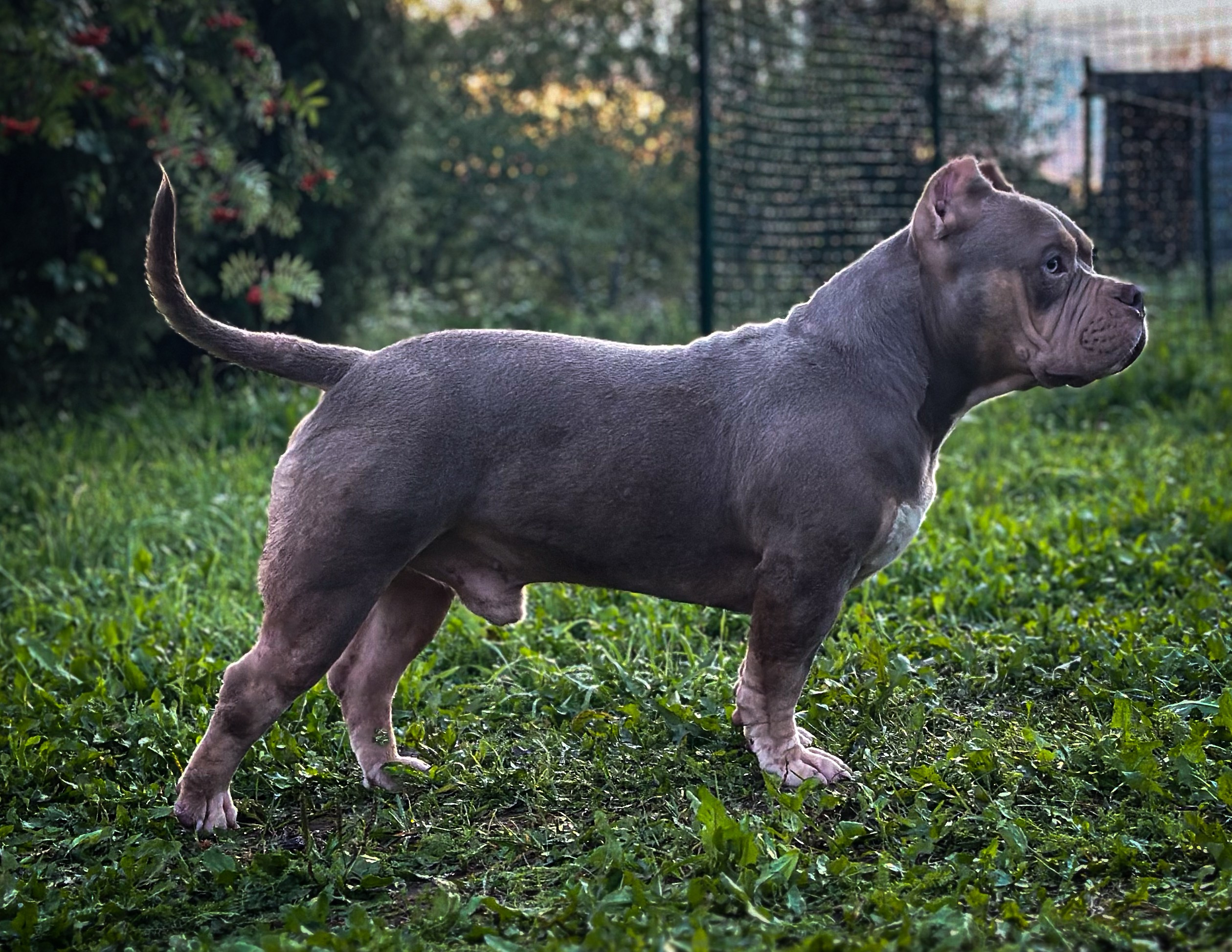 Stark. Питомник американских булли Bounty Pride Bully