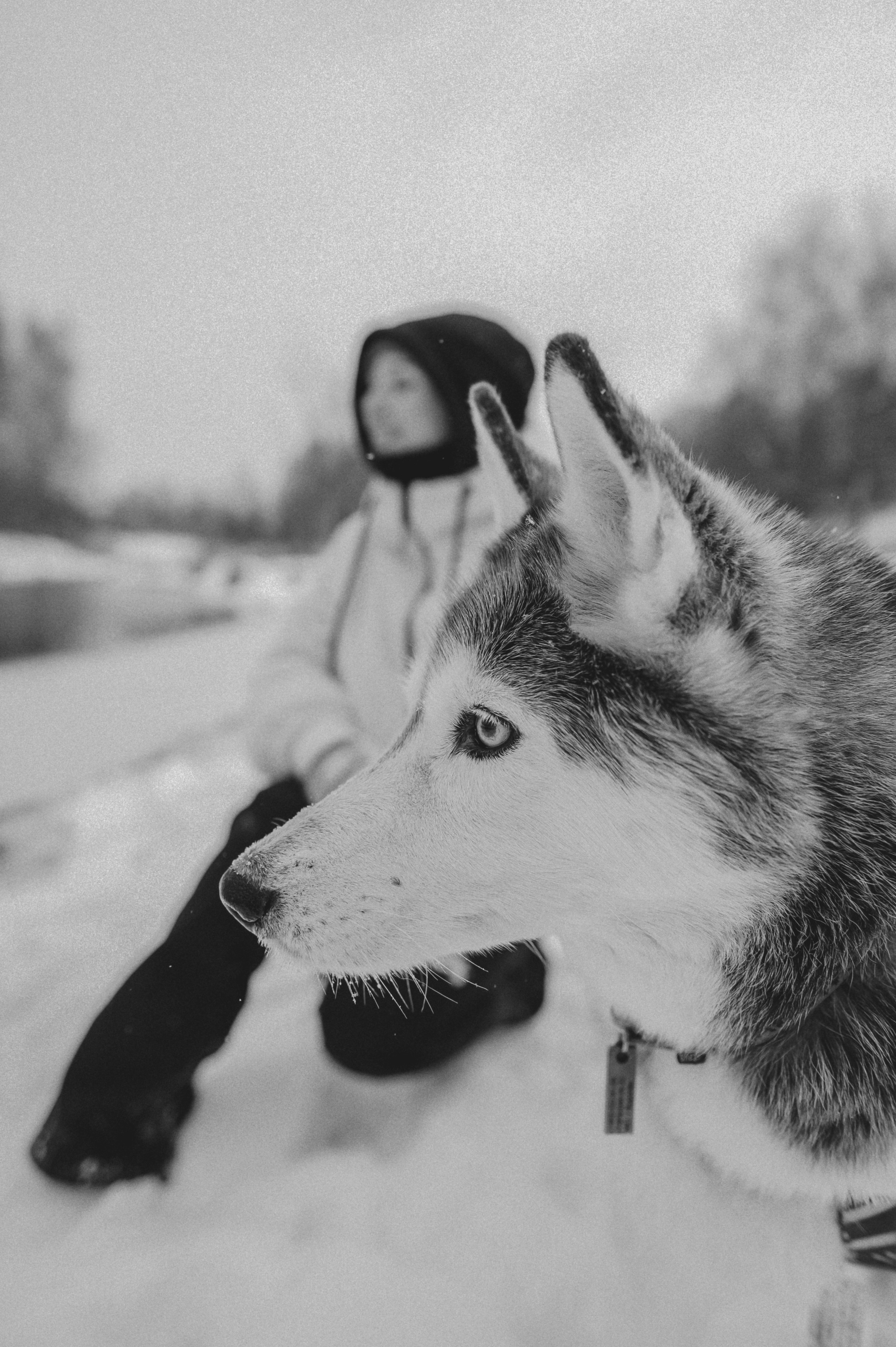 Люда и хаски Тегра (Королев, 2024). Анна Пушина, фотограф, Москва, Королев, Пушкино