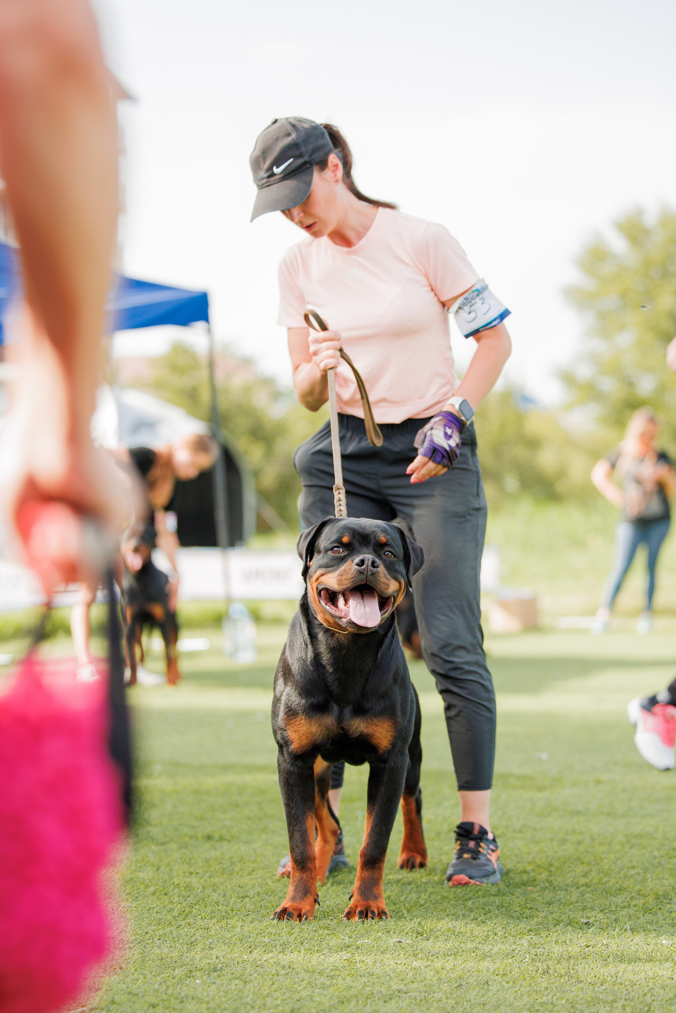 Анапа ротвейлеры 14-15.09.2024. Фотограф-анималист Юлия Германика