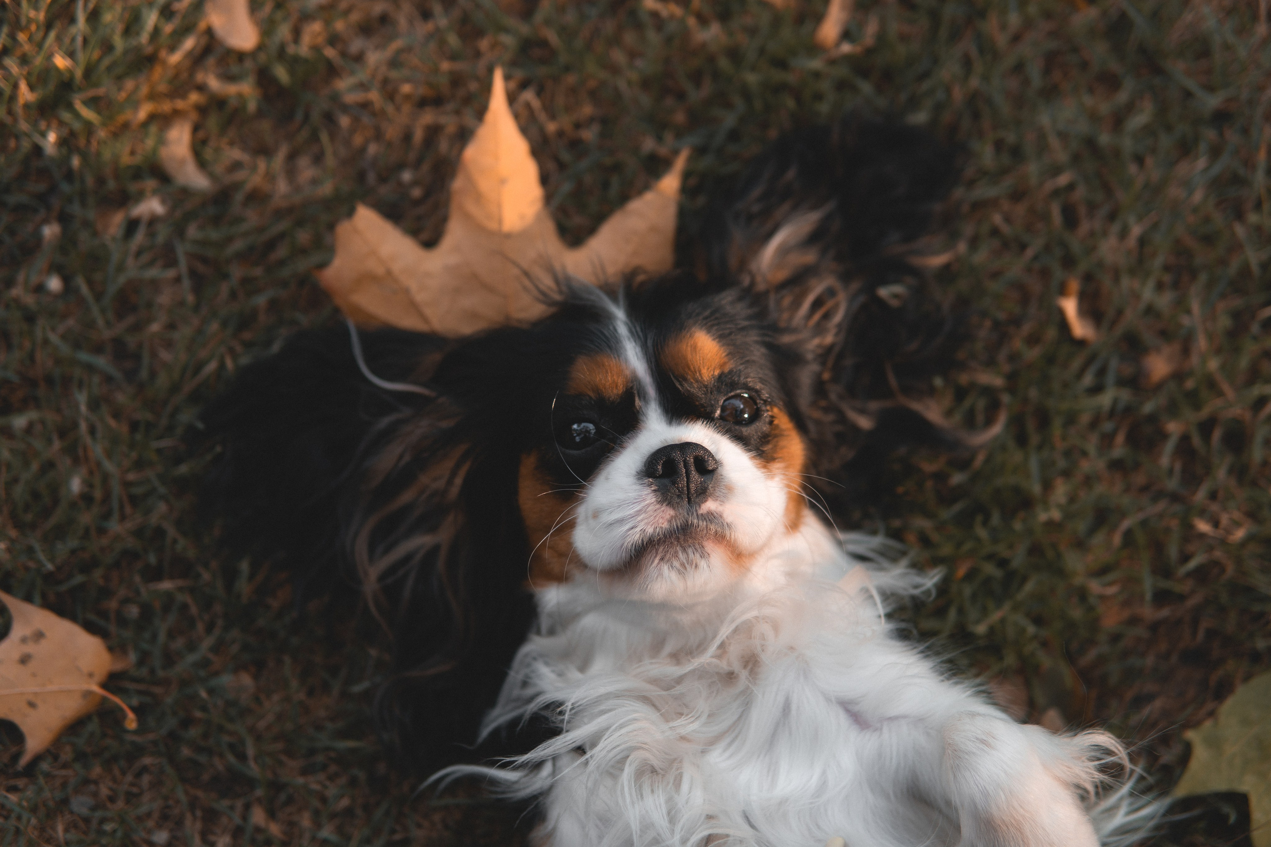 Катя и Беки: солнечная история. Портретный и репортажный фотограф в Воронеже: Анастасия Пузикова