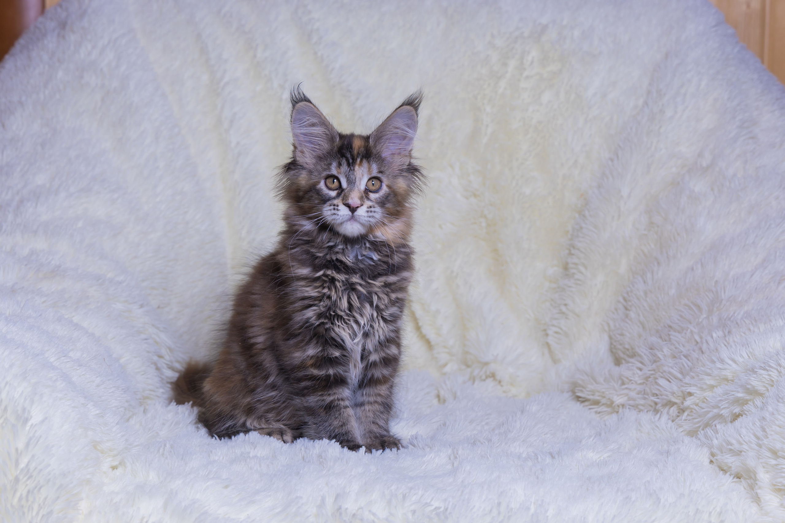 Котики. Photomantis