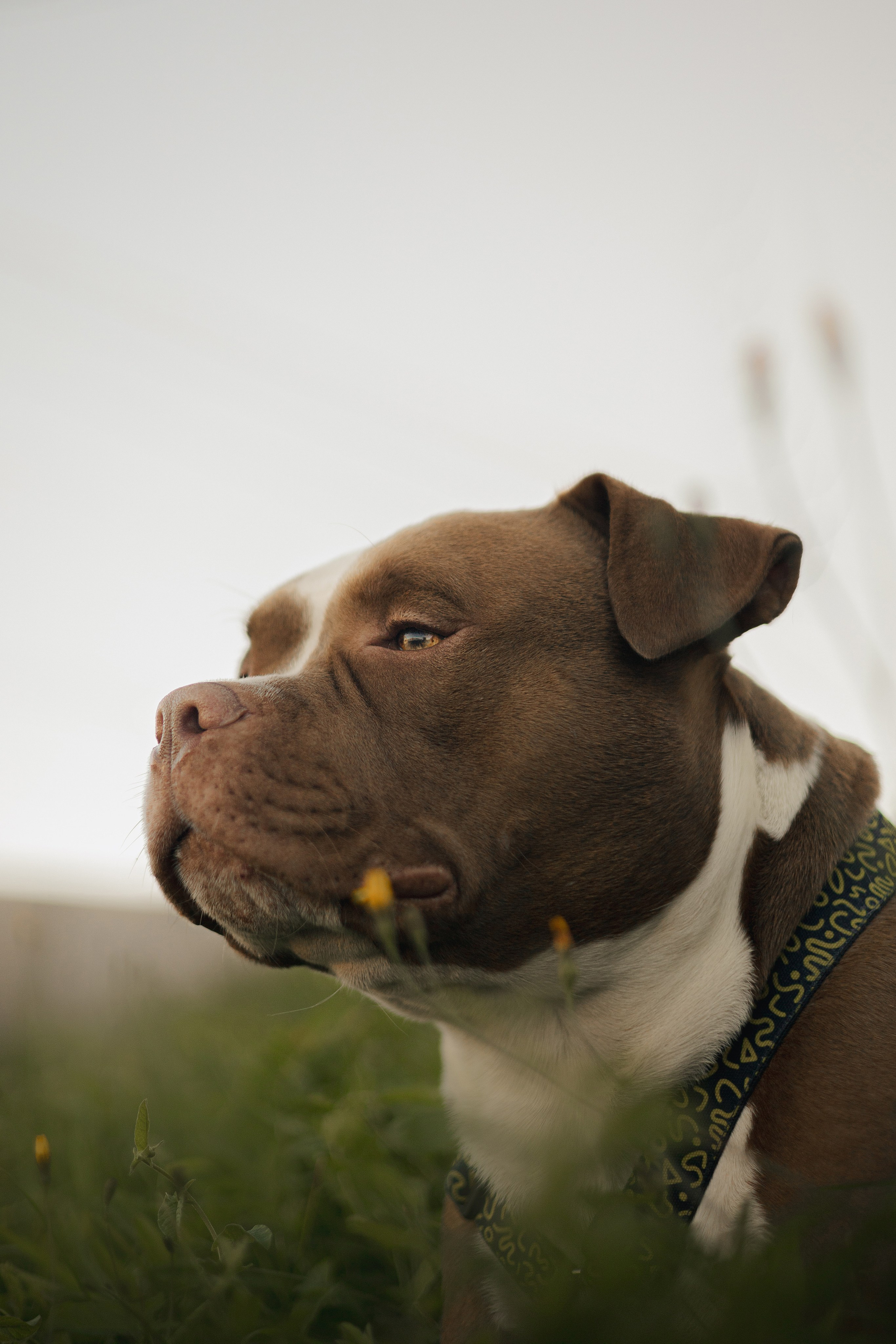 Анжела & Арес. Фотограф — анималист •love-story•|Санкт-Петербург