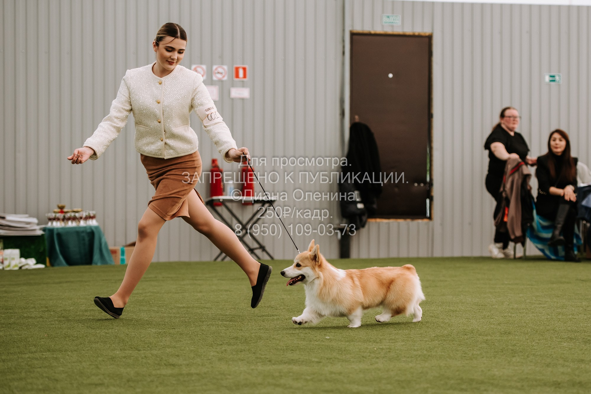 Выставка собак Красноярск 2.06. Фотограф Диана Оленина Красноярск / Братск