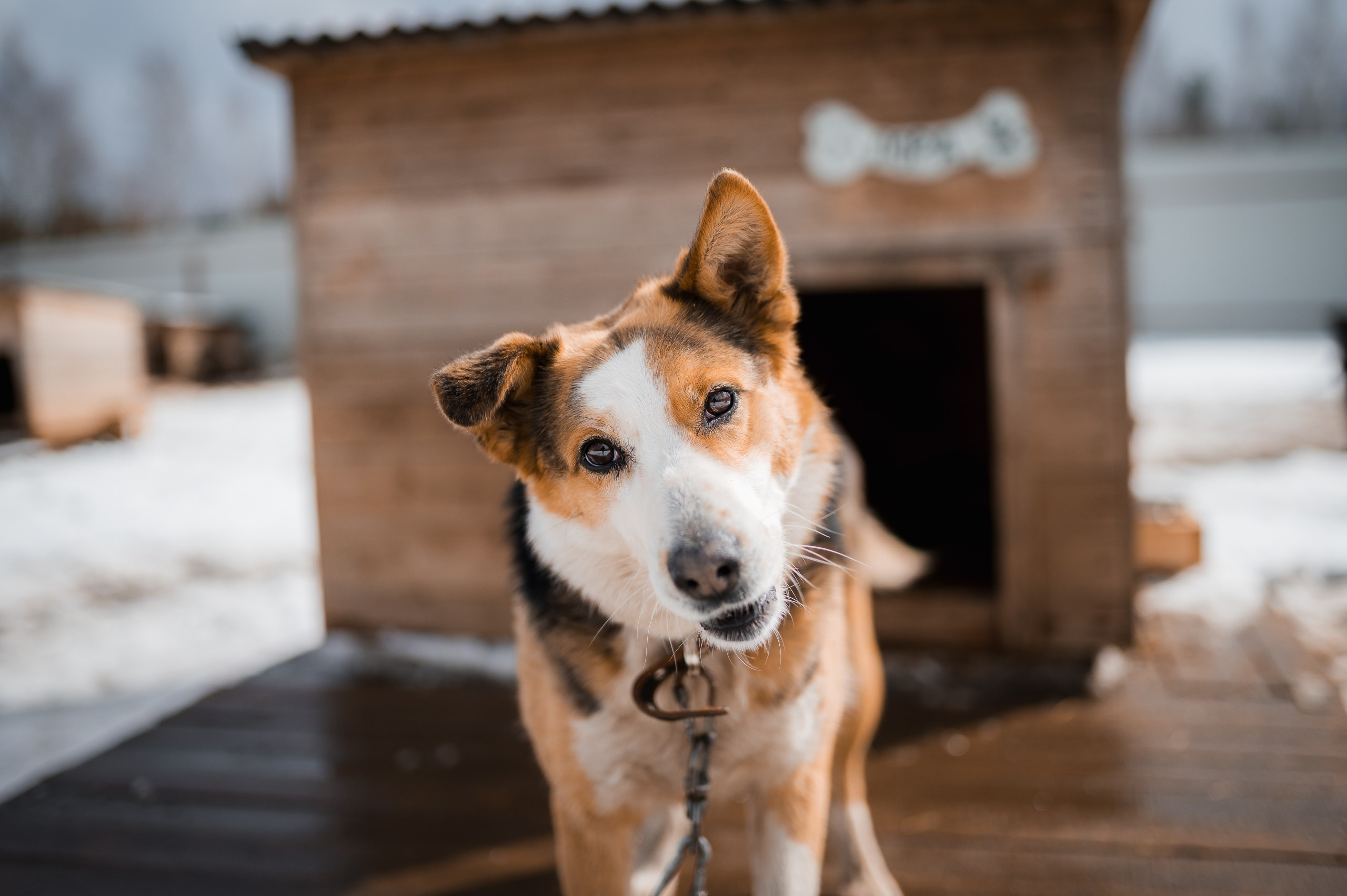 Улыбка собаки — спасение и пристройство бездомных собак